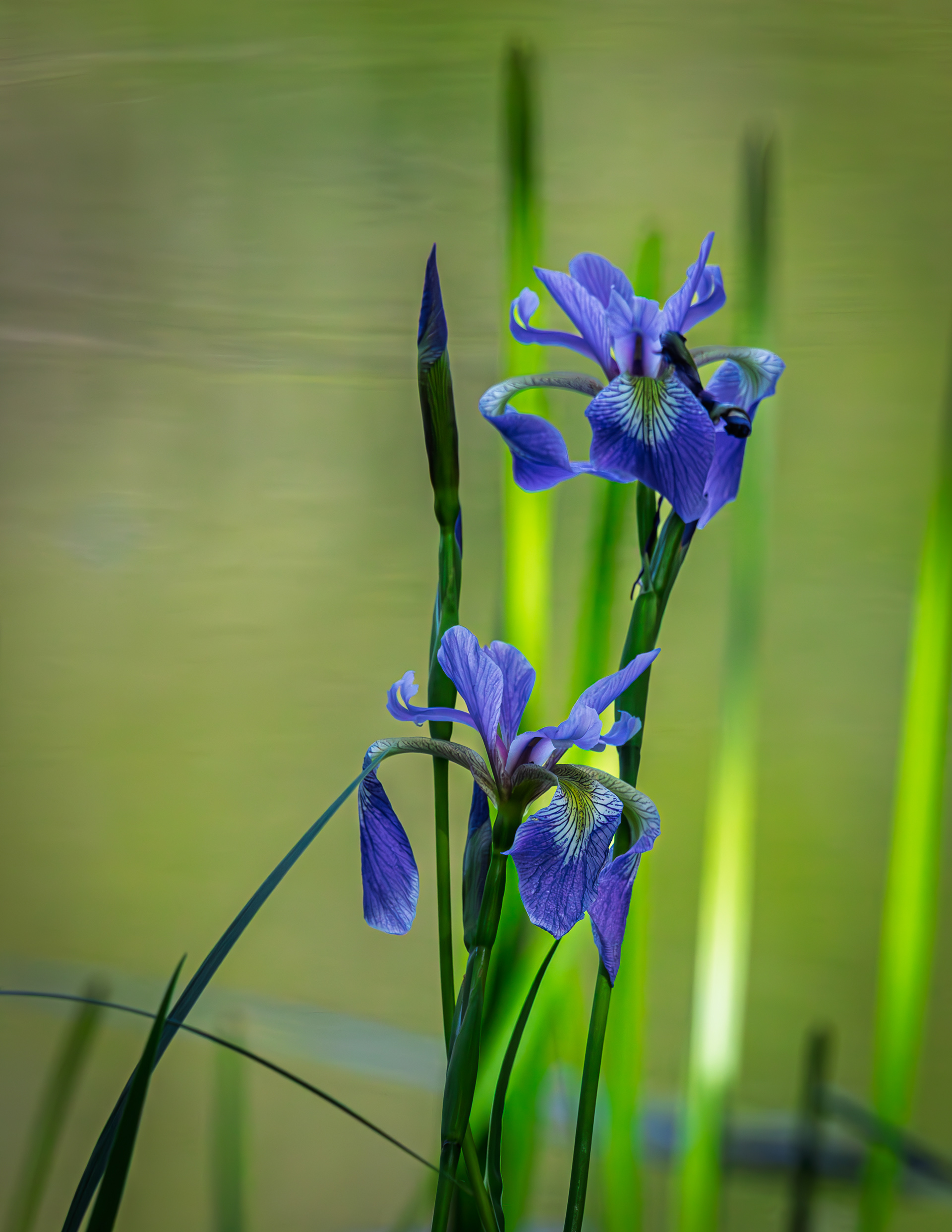 Purple Iris Growing Wild