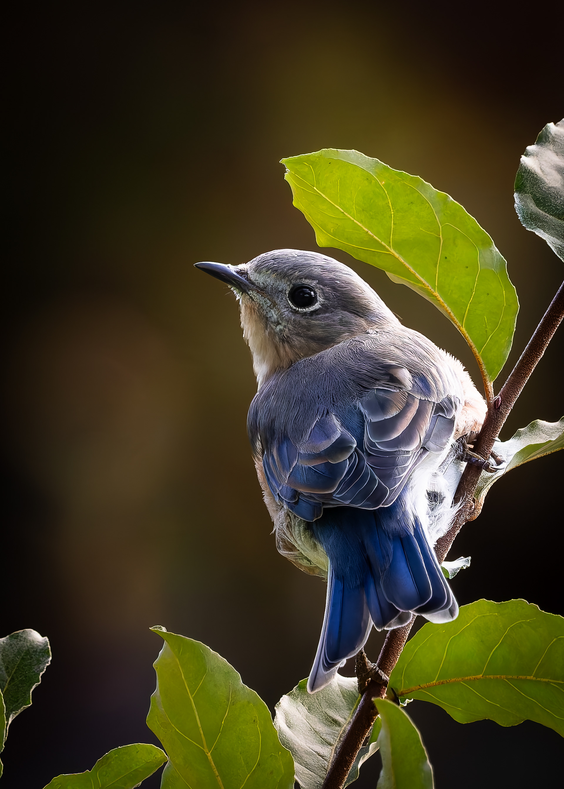 Juvenile Eastern Bluebird - September 22, 2026