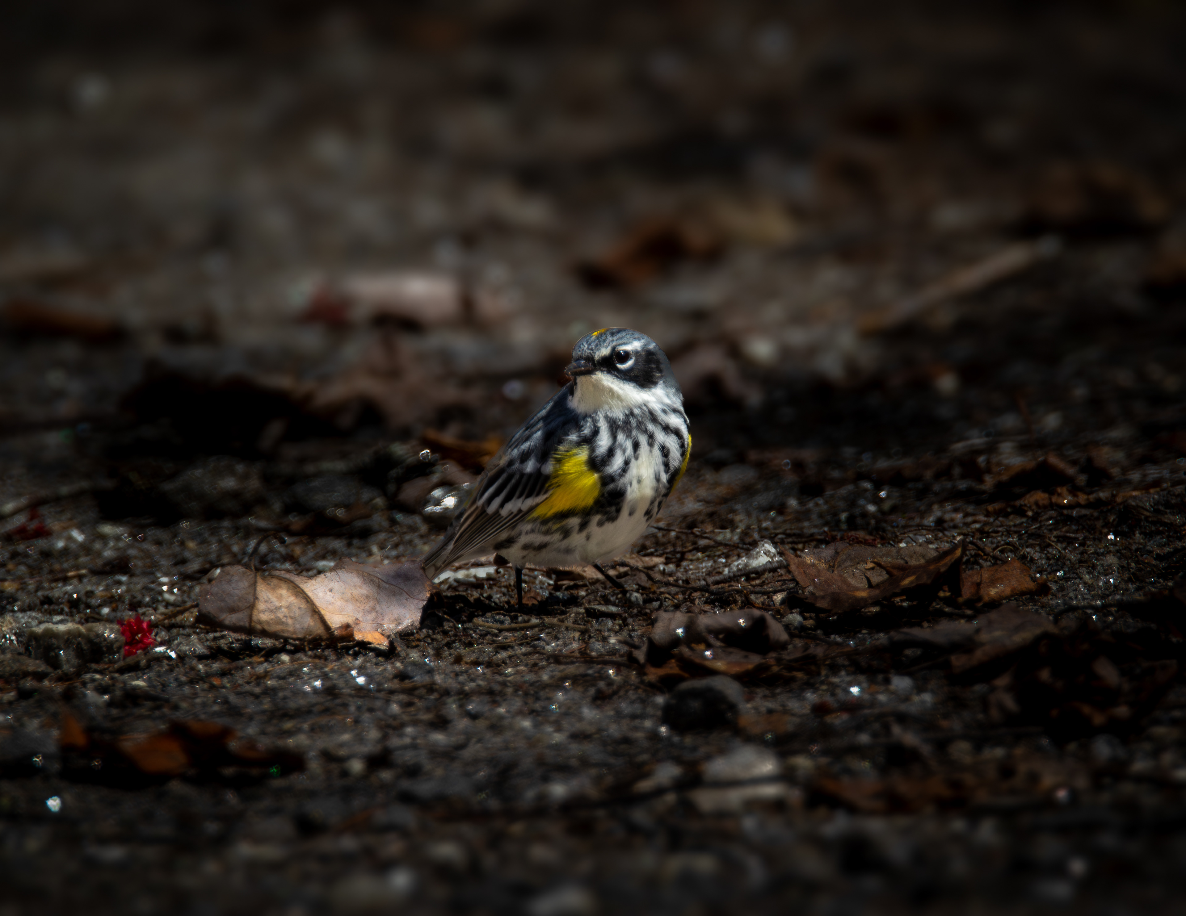 Yellow-rumped Warbler No3