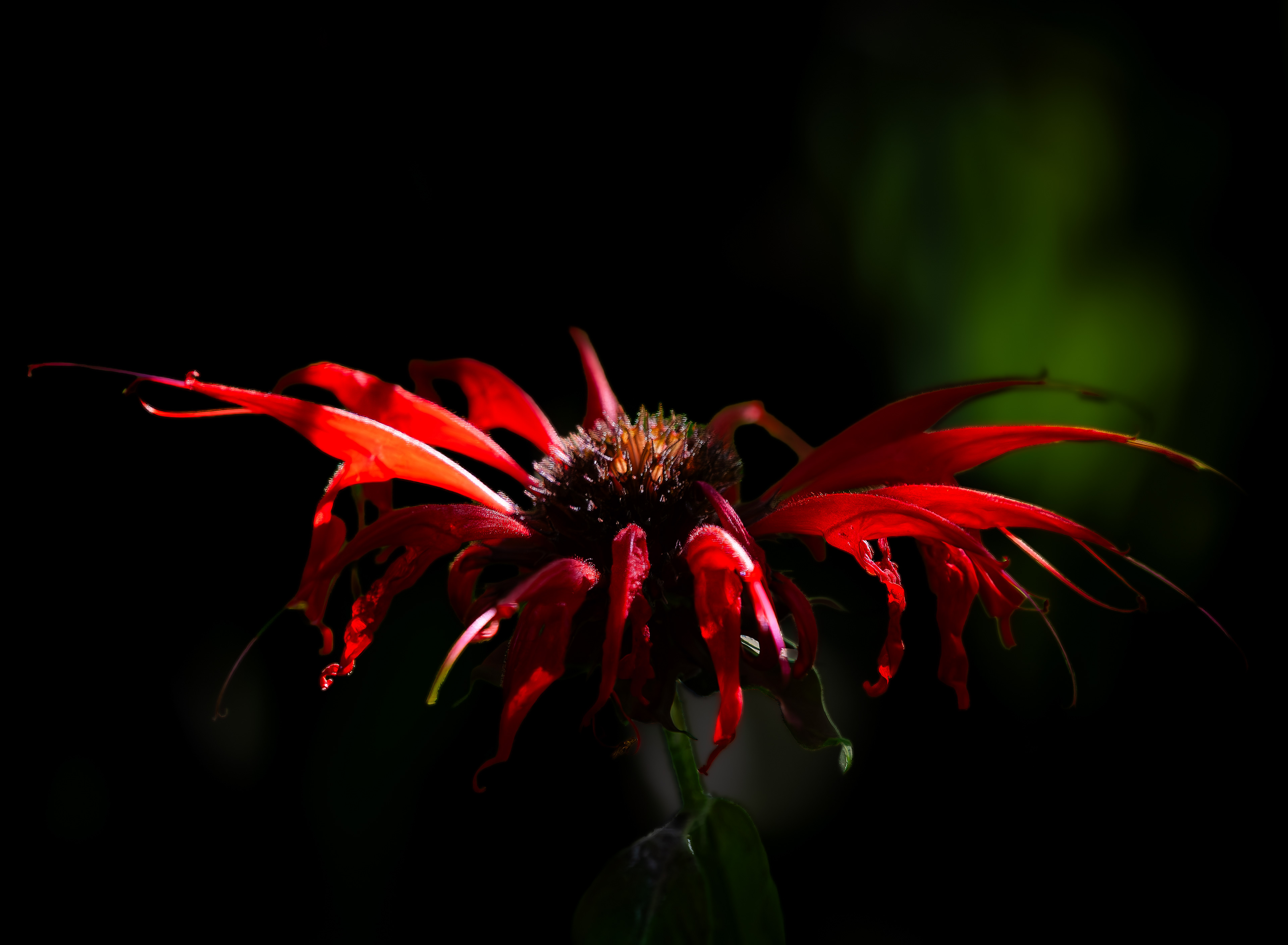 Red Bee Balm No1
