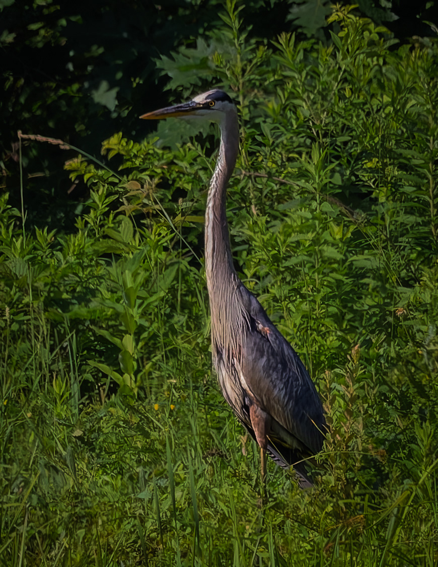 Great Blue Heron No3