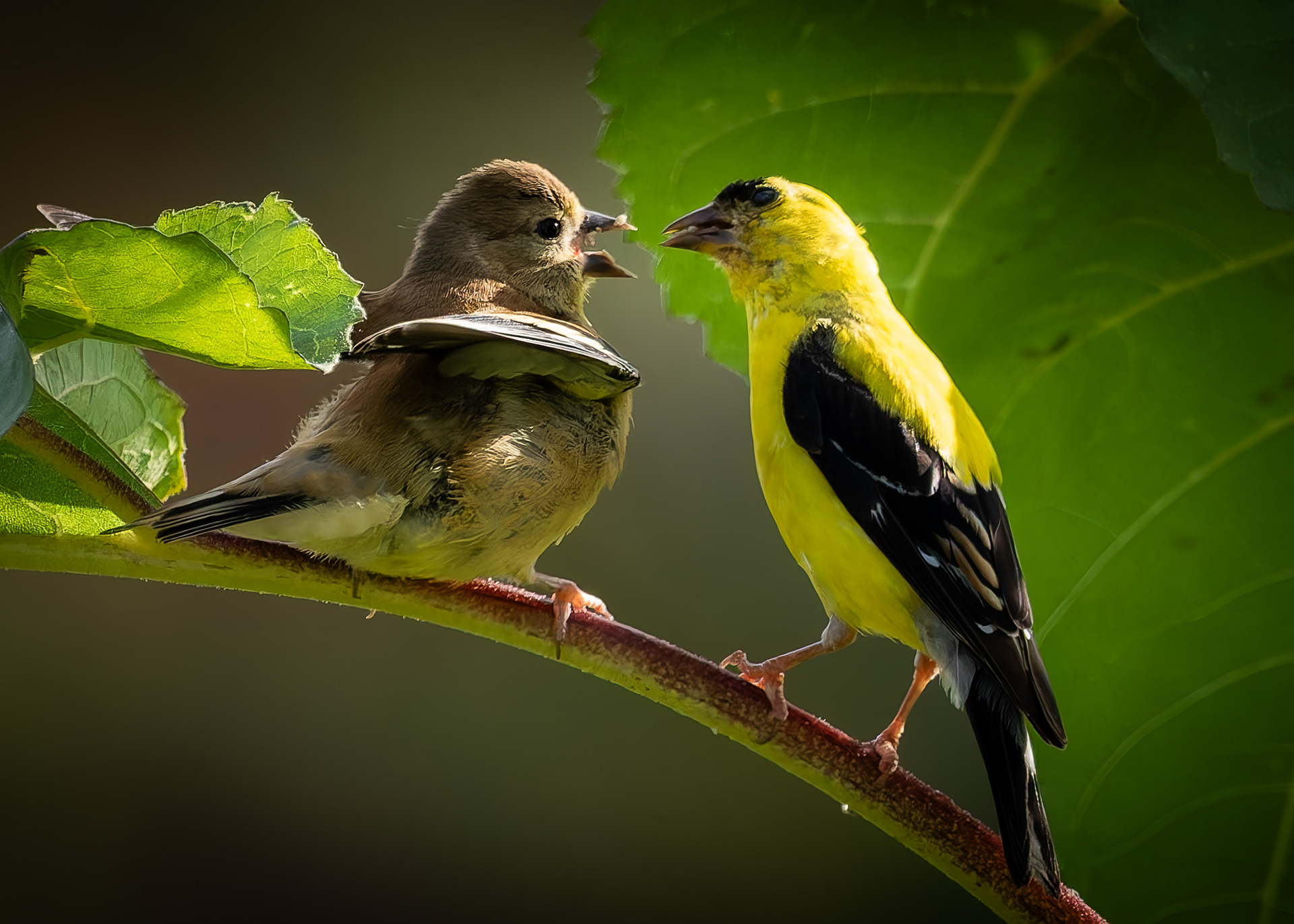American Goldfinches No2 - September 16, 2026