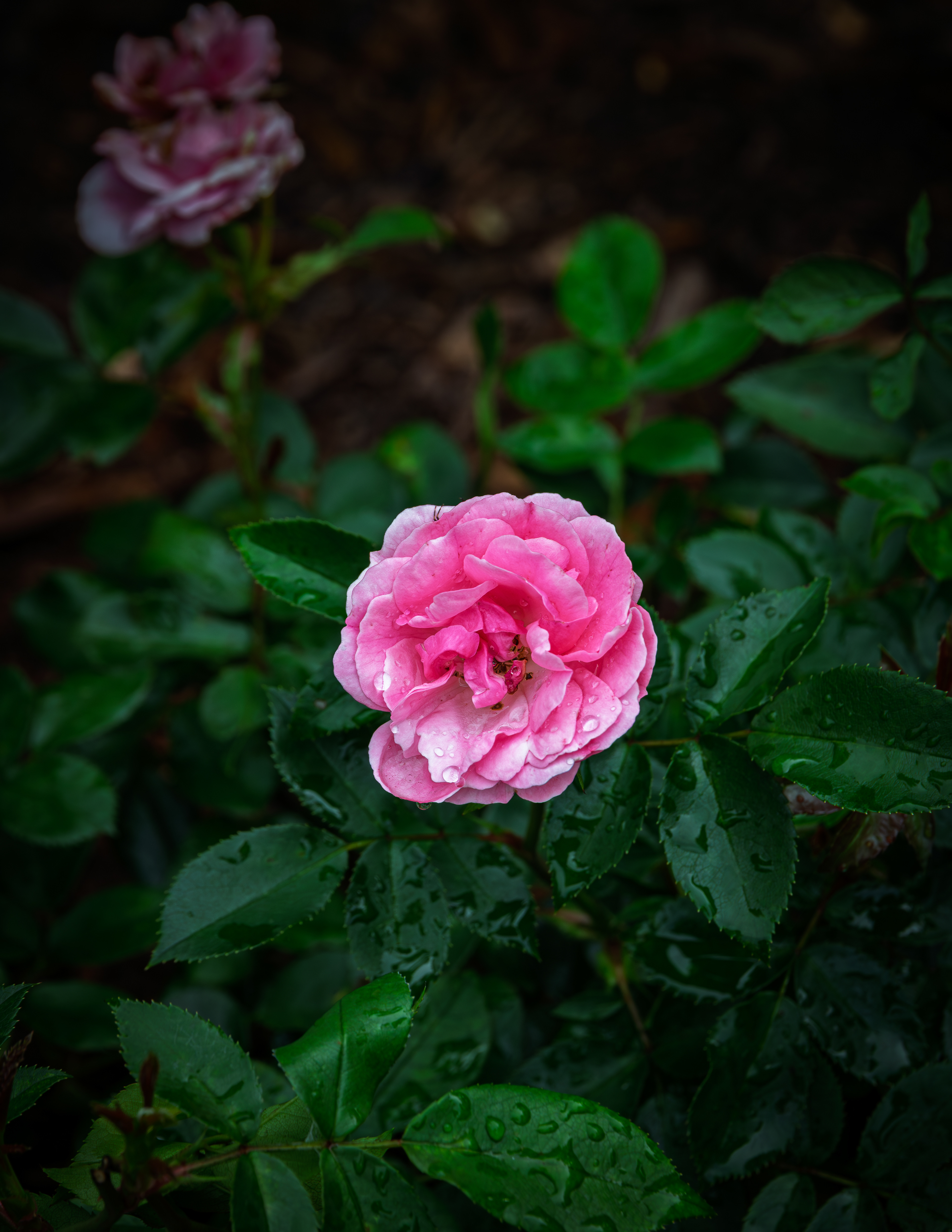 Pinktopia Rose