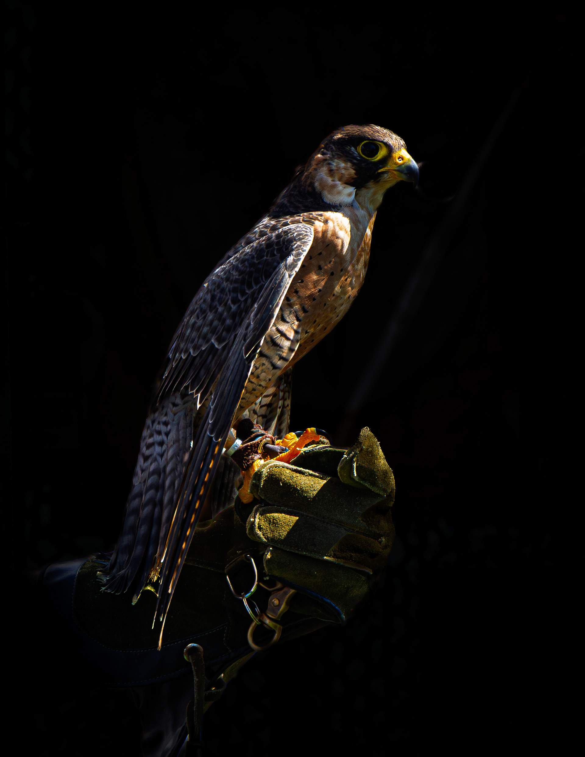Peregrin Falcon