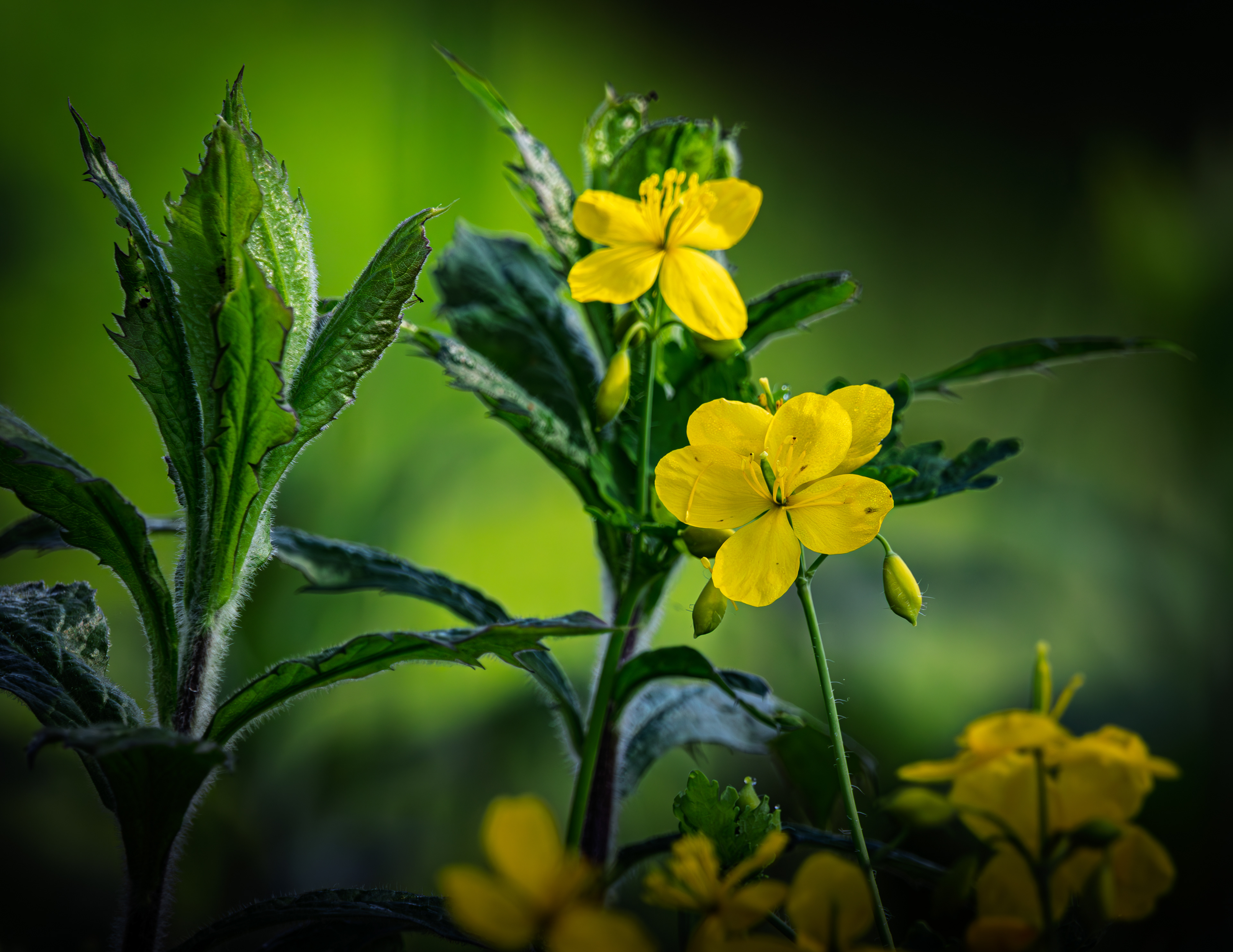 Yellow Wildflowers