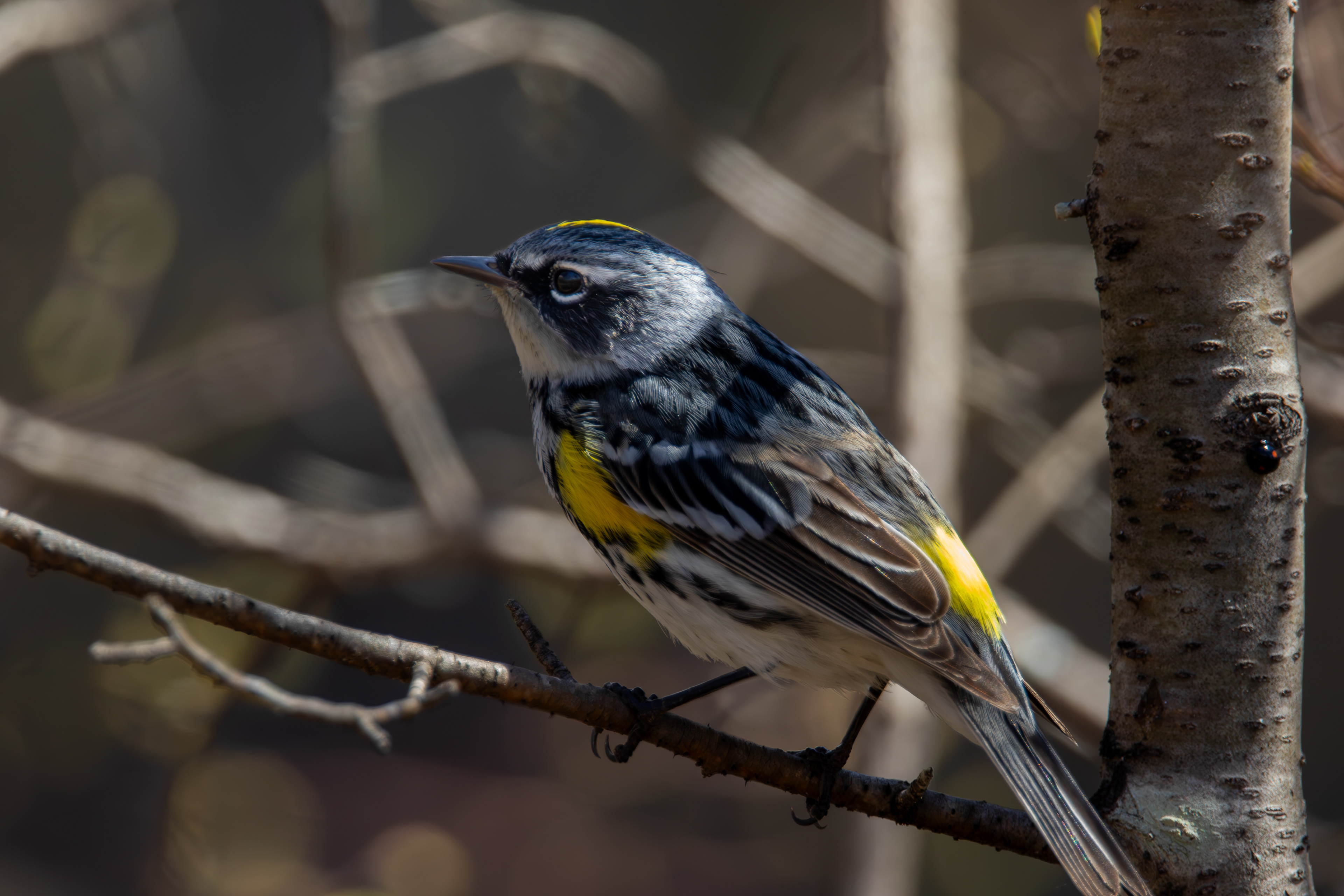 Yellow-rumped Warbler No2