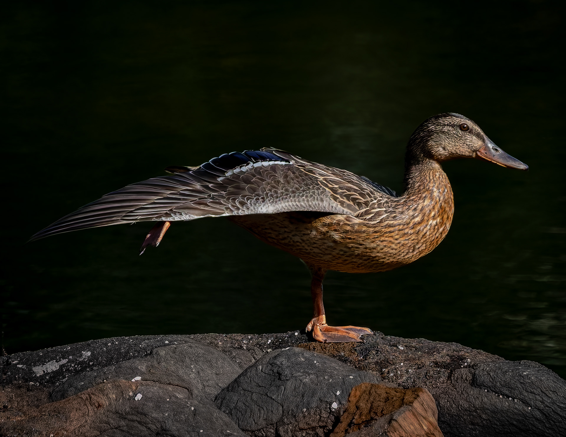 Mallard Hen No2