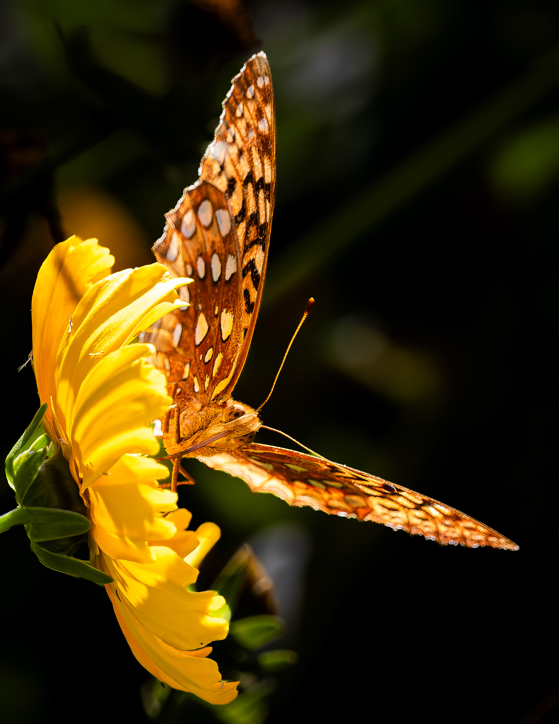 Great Spangled Fritillary Butterfly No3 - September 10, 2026