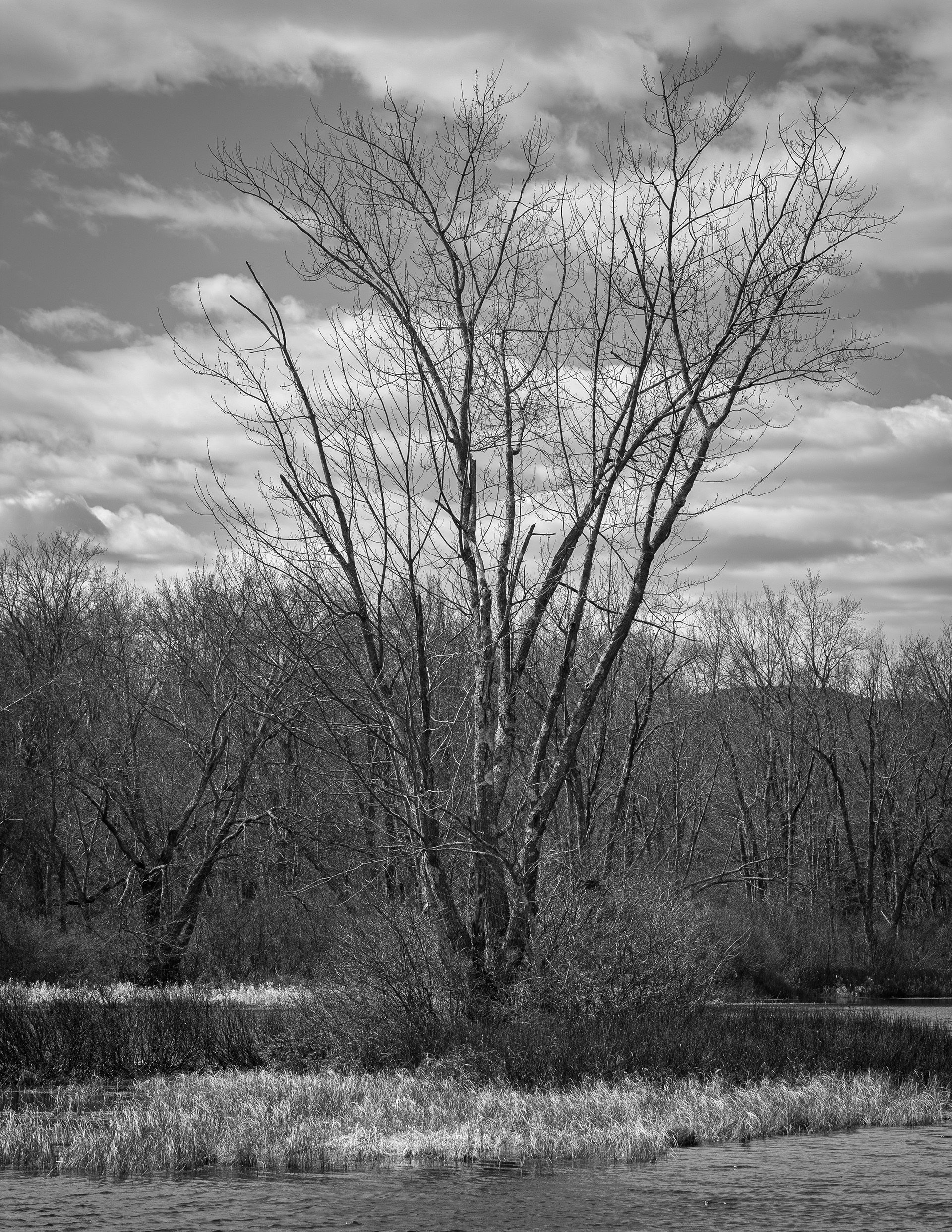 Tree at Grey Rocks No1