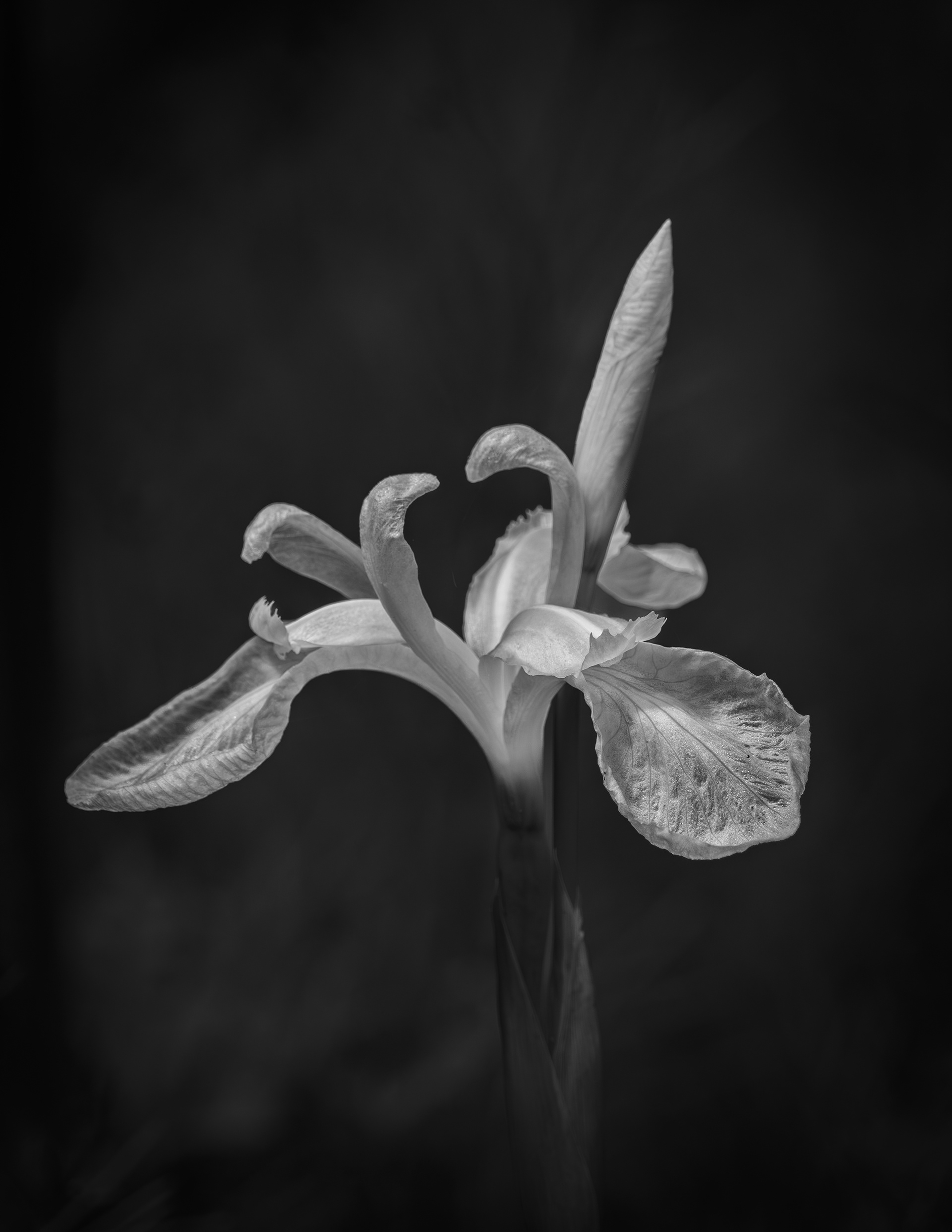 White Iris in Black & White