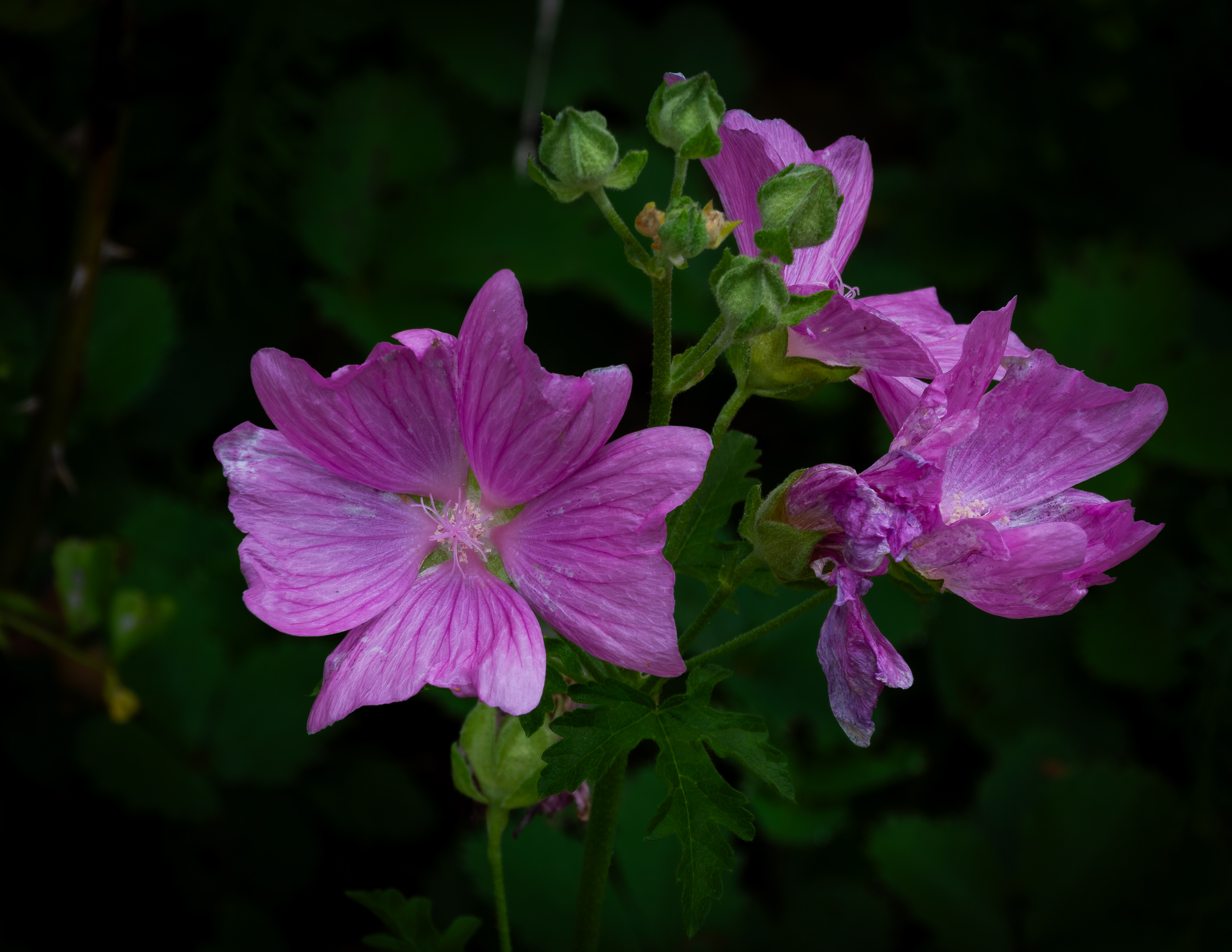 Musk Mallow