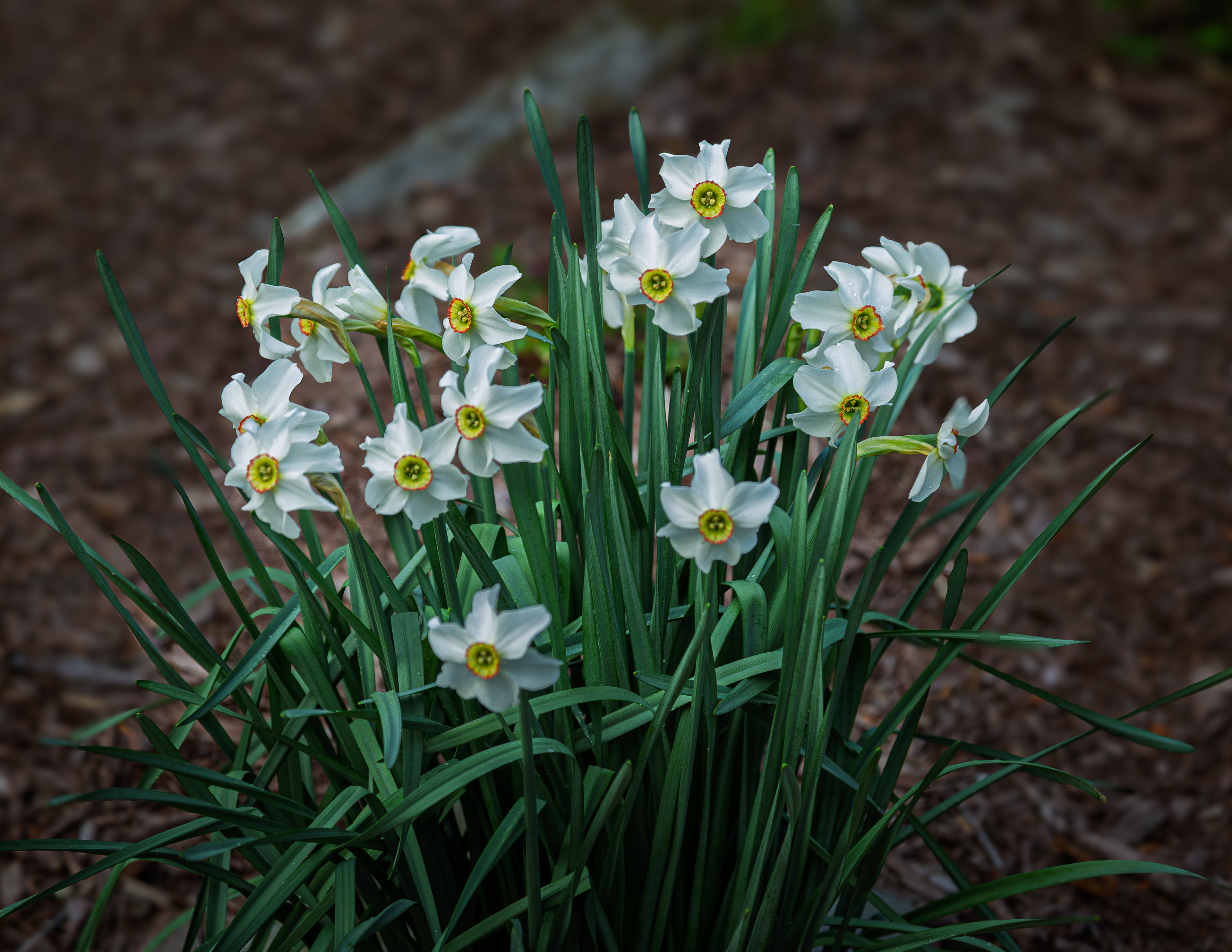 Daffodils