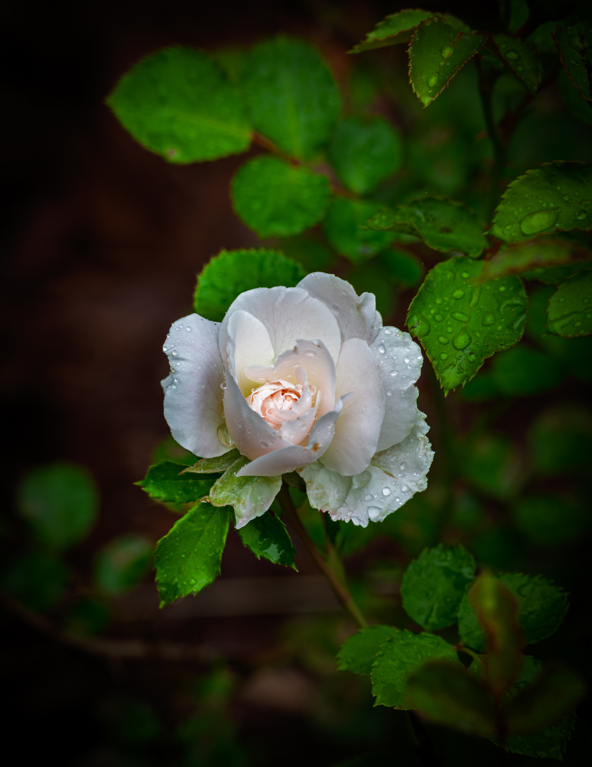 White Rose - June 17, 2025