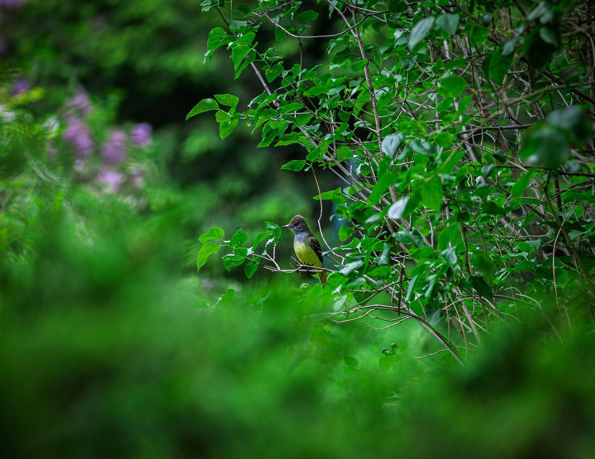 Great Crested Flycatcher