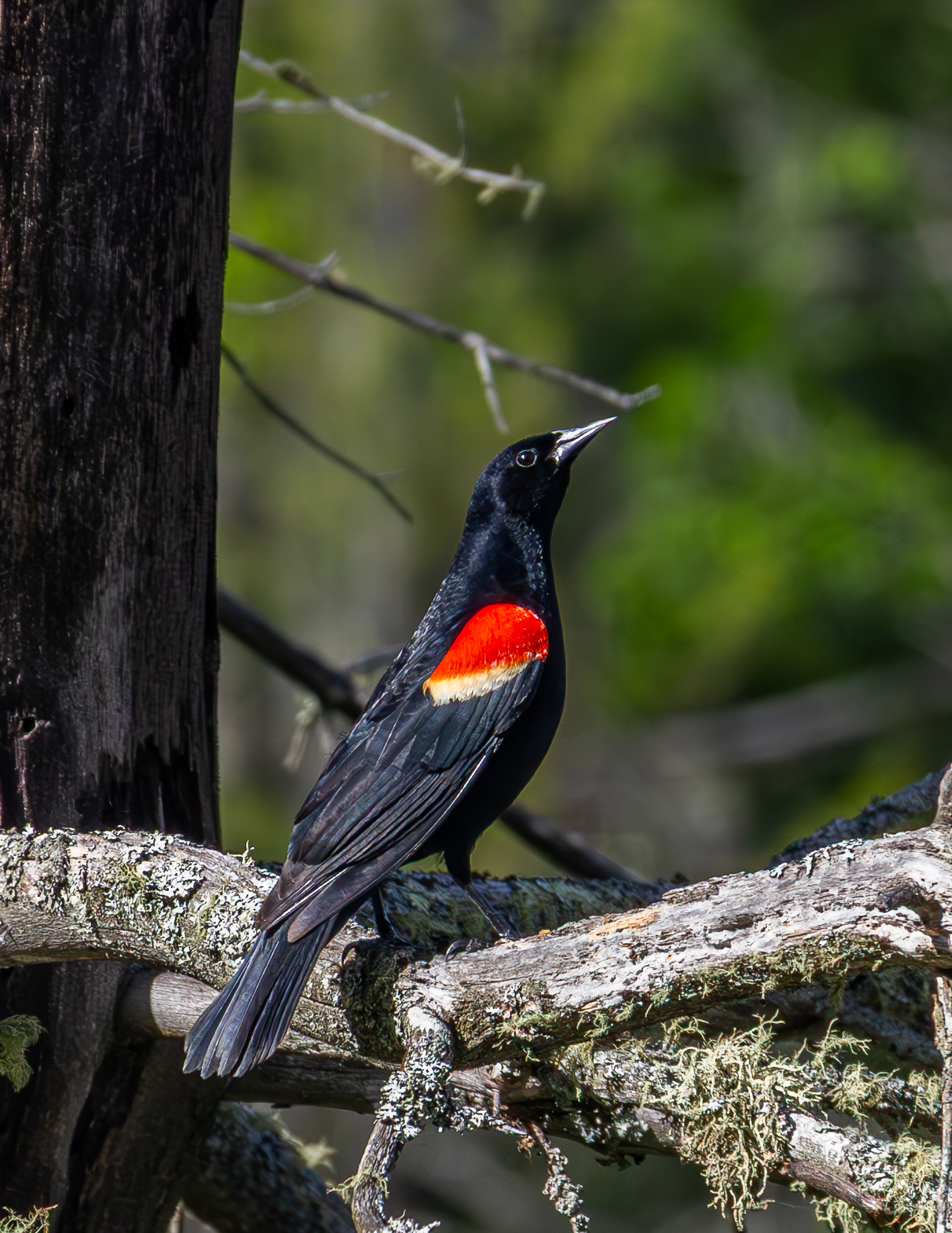 Male Red-winged Blackbird No1