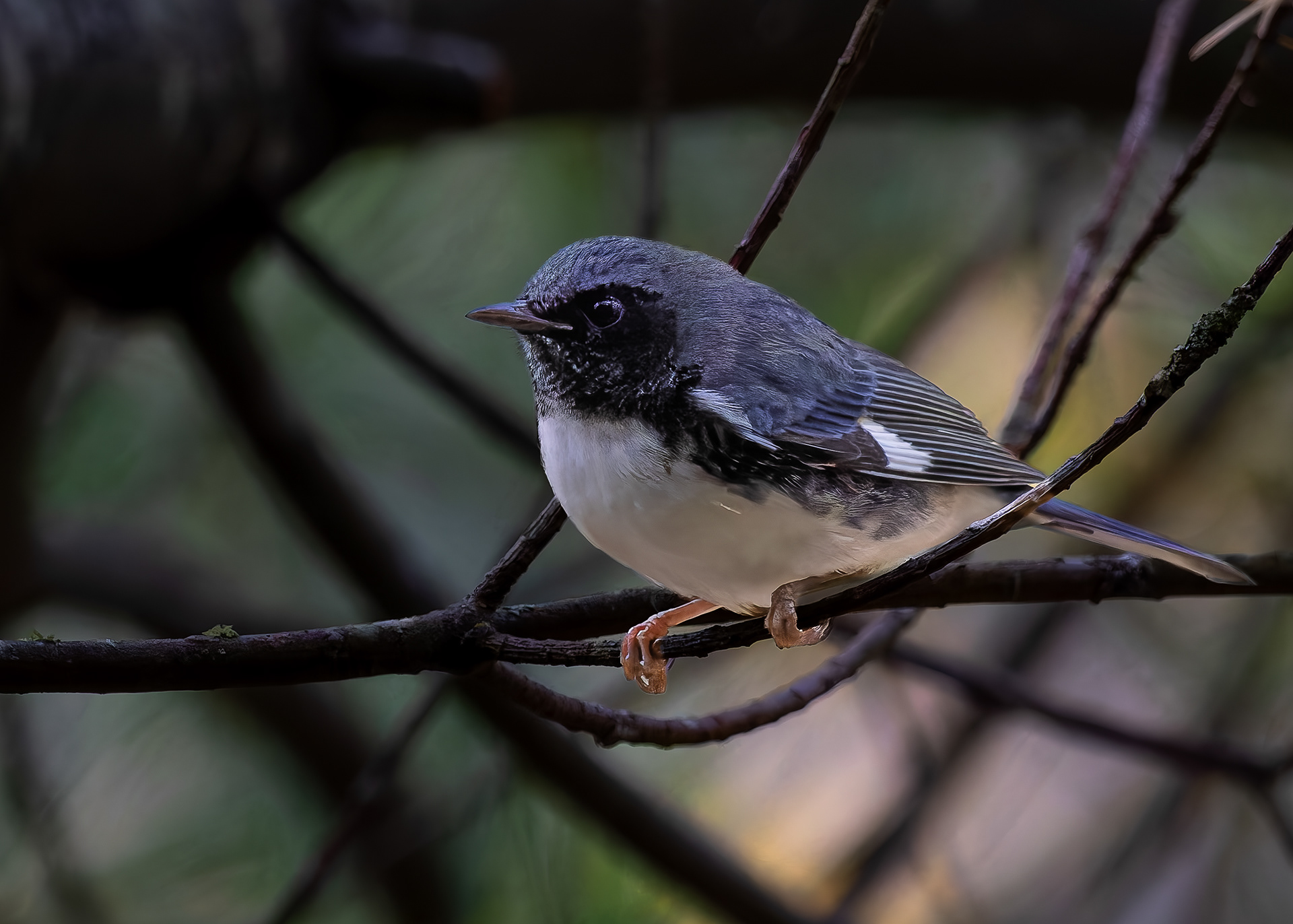 Black-throated Blue Warbler - September 29, 2026