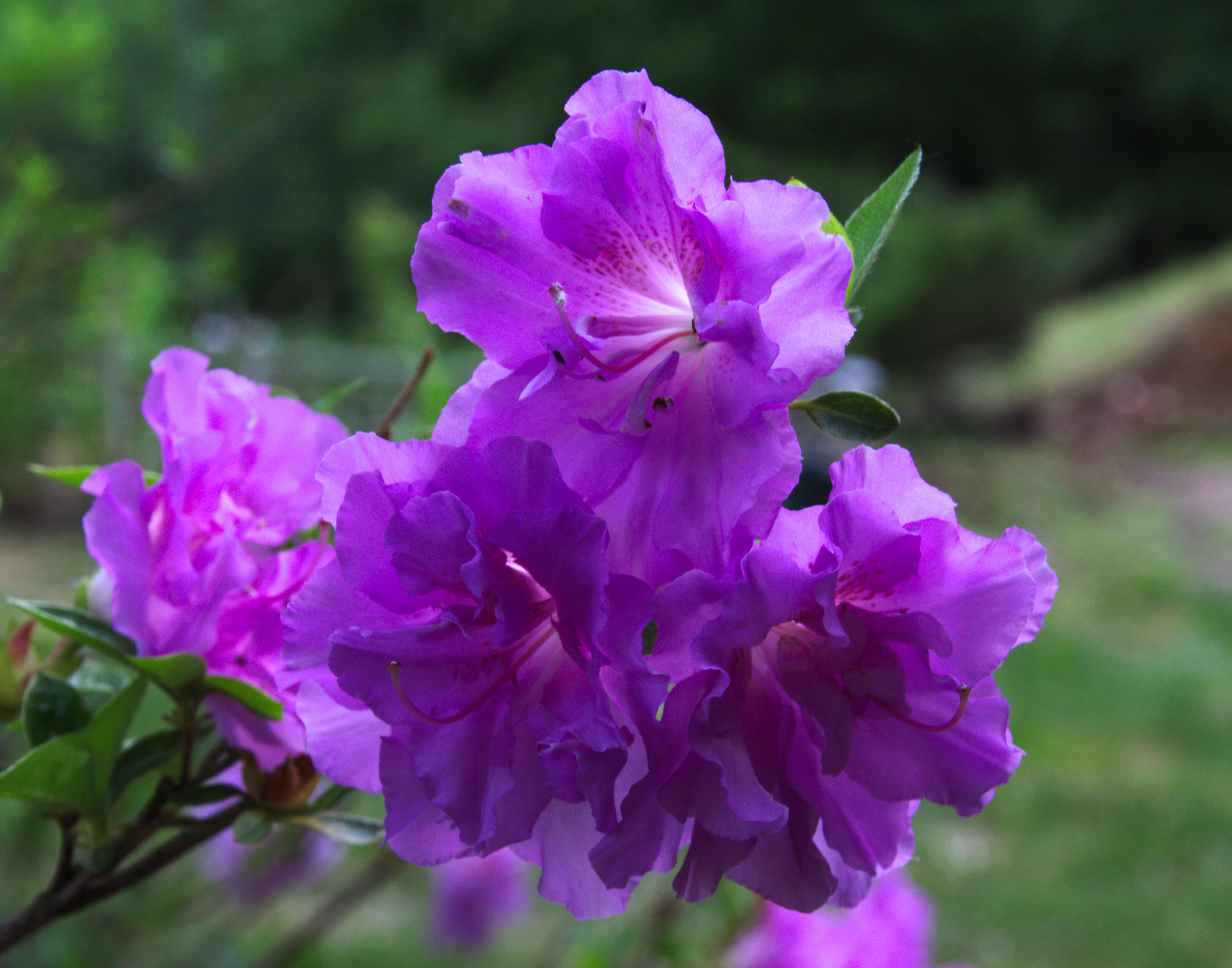 Purple Azalea