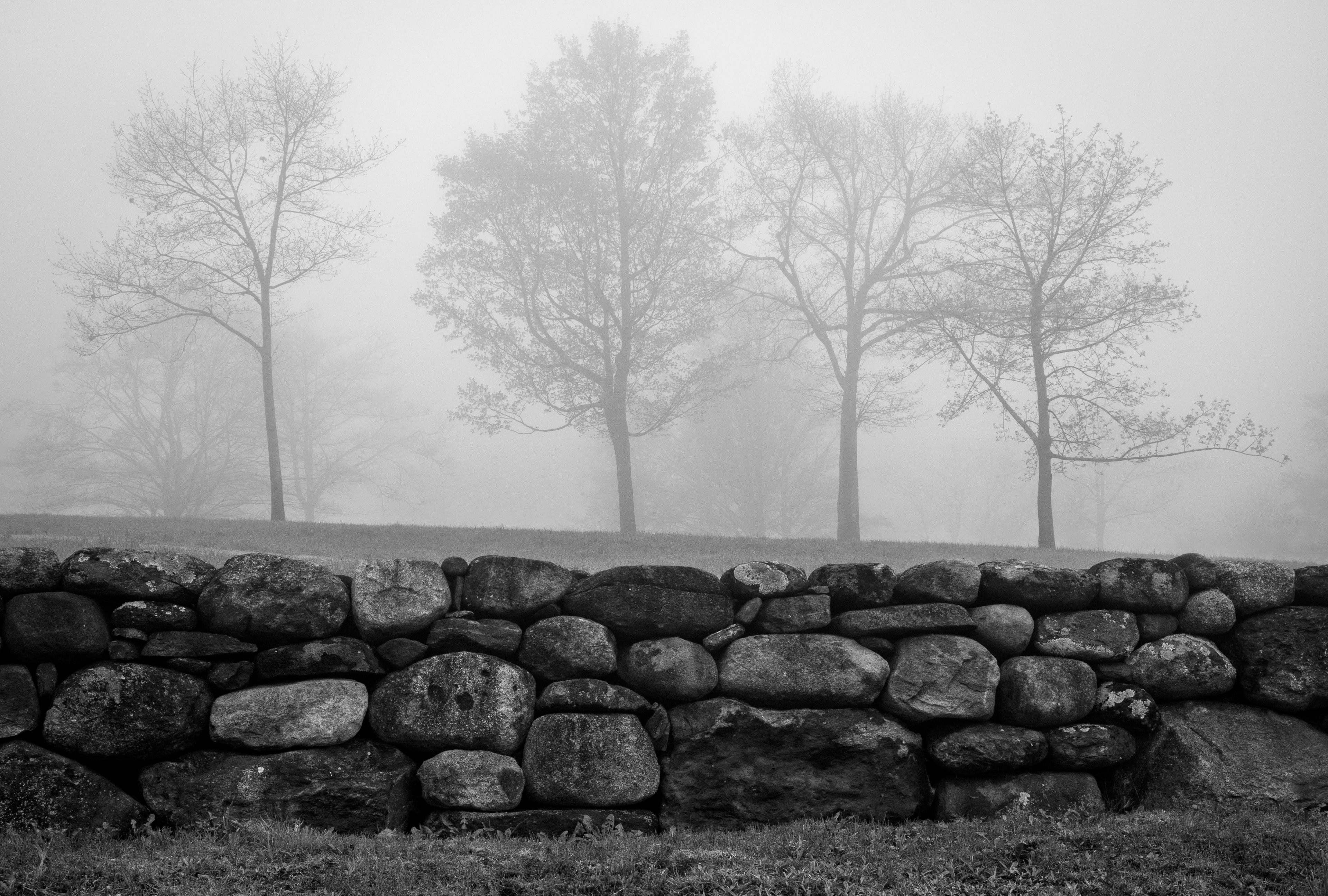 Trees in the Mist at Frisky Hill No5