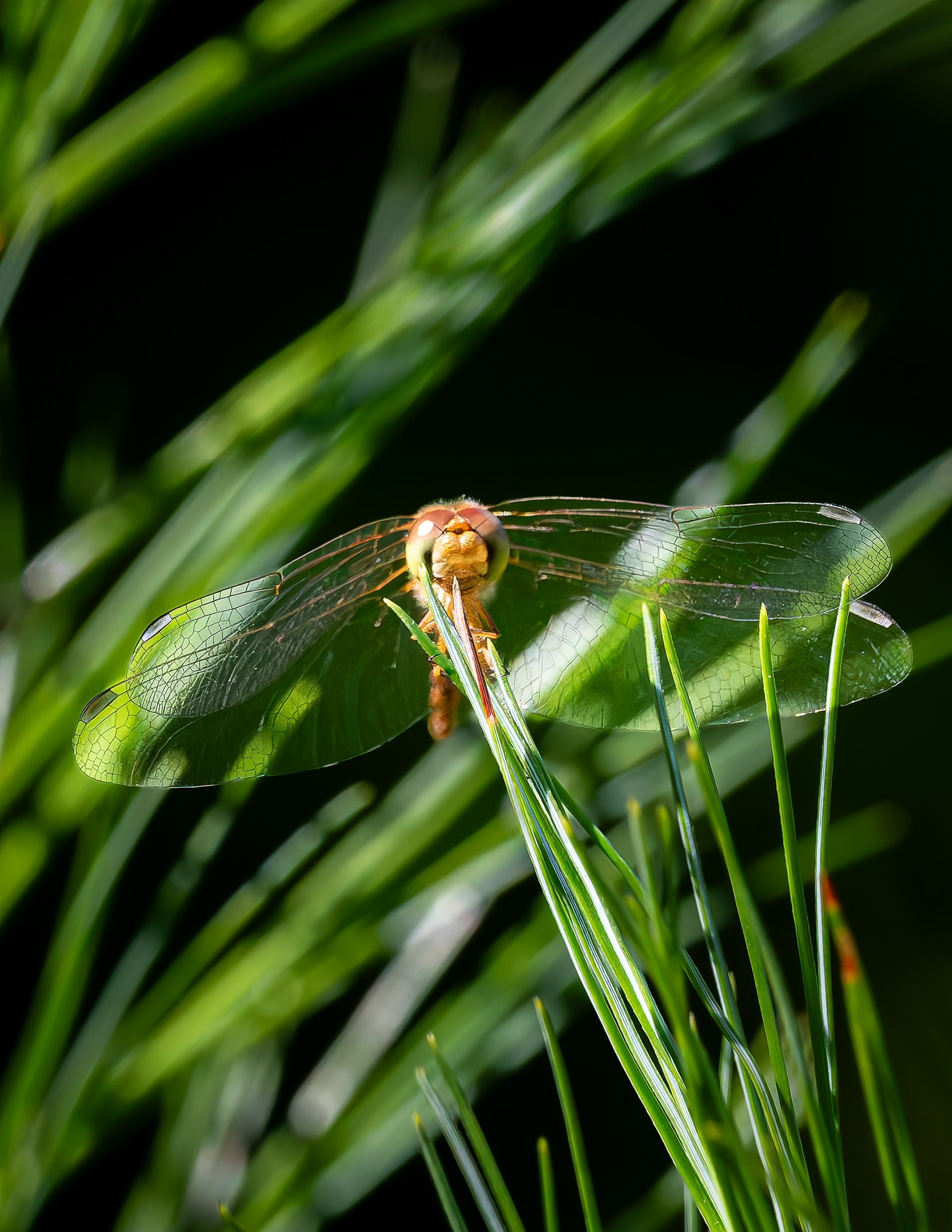 Dragonfly