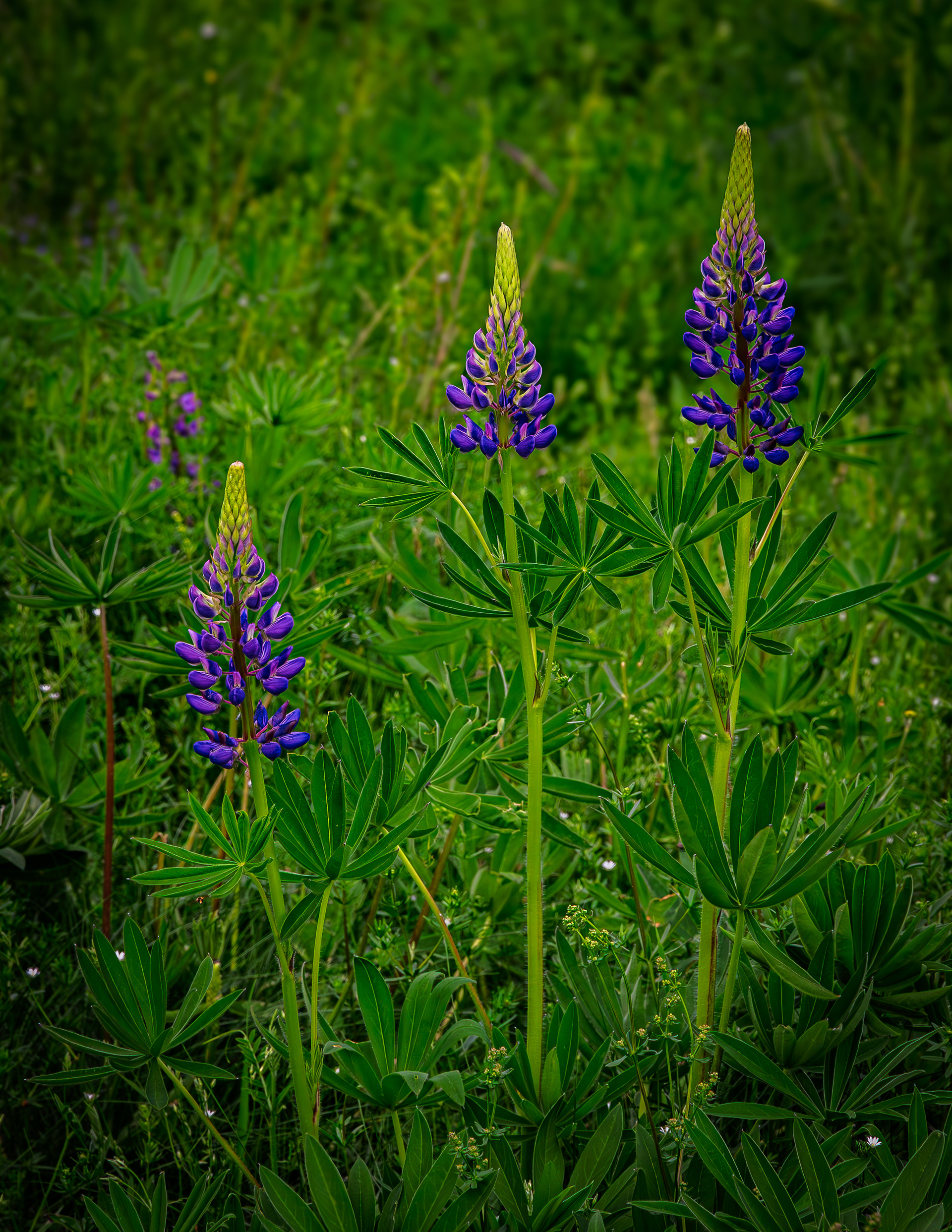 Lupines No5