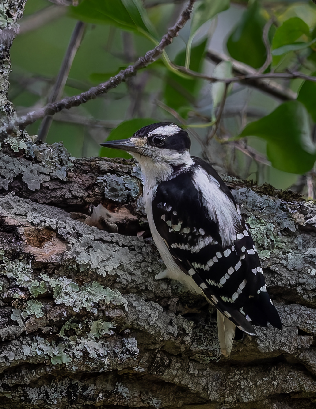Female Hairy Woodpecker