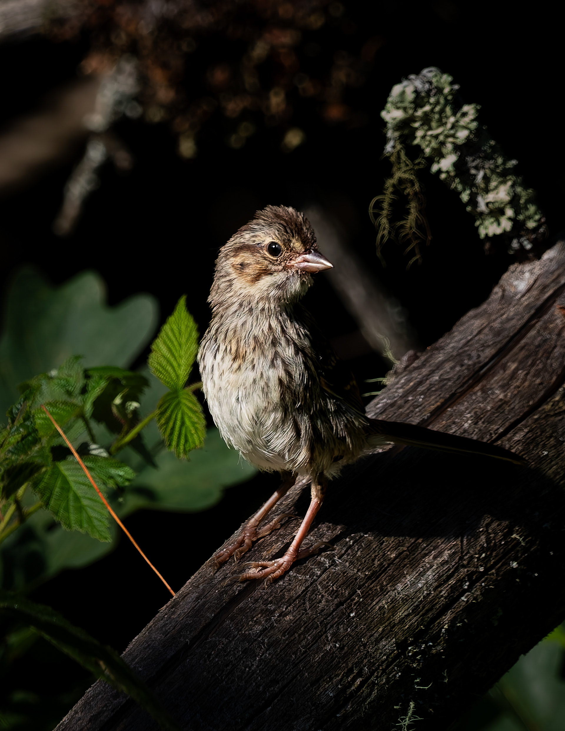 Song Sparrow No1 - August 20, 2026
