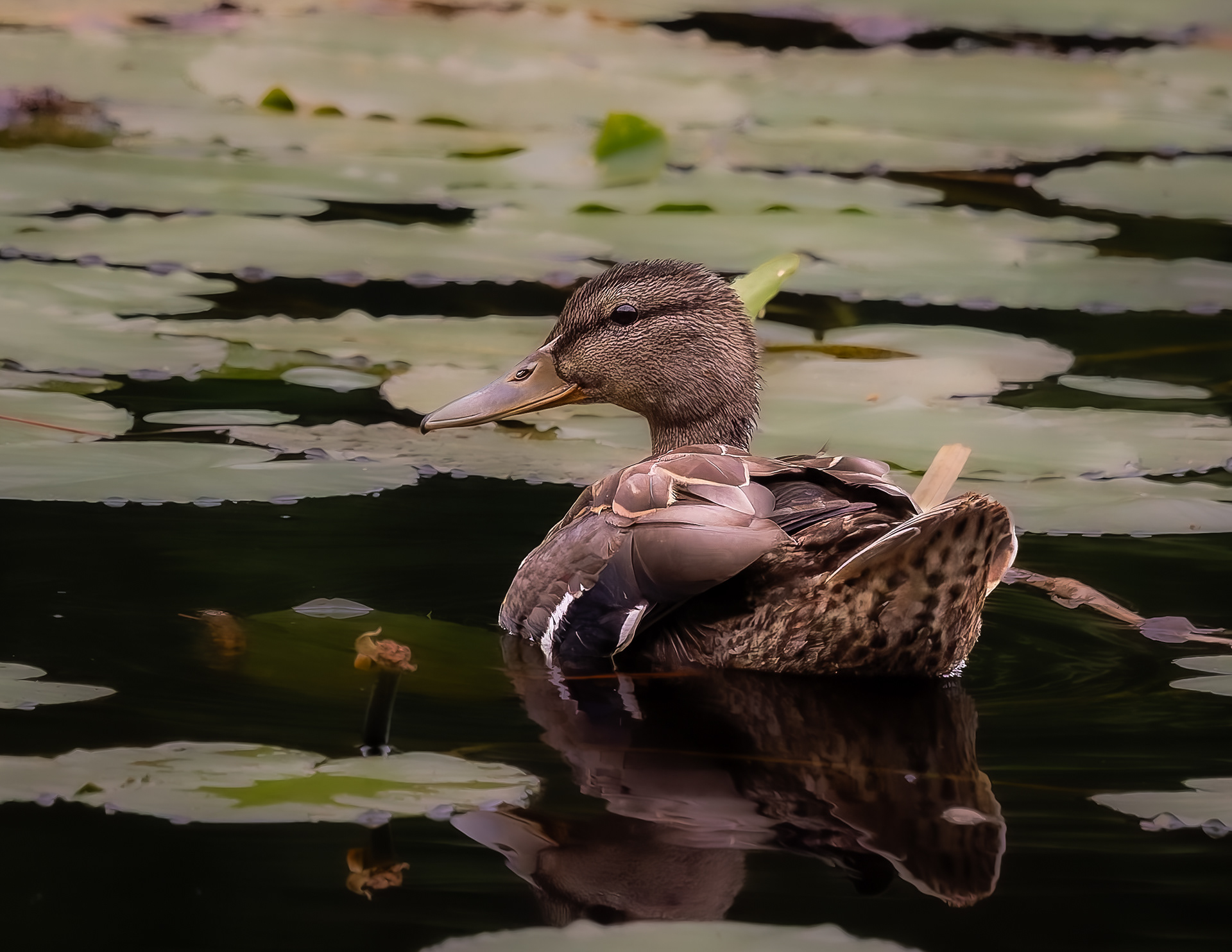 Mallard Hen No3