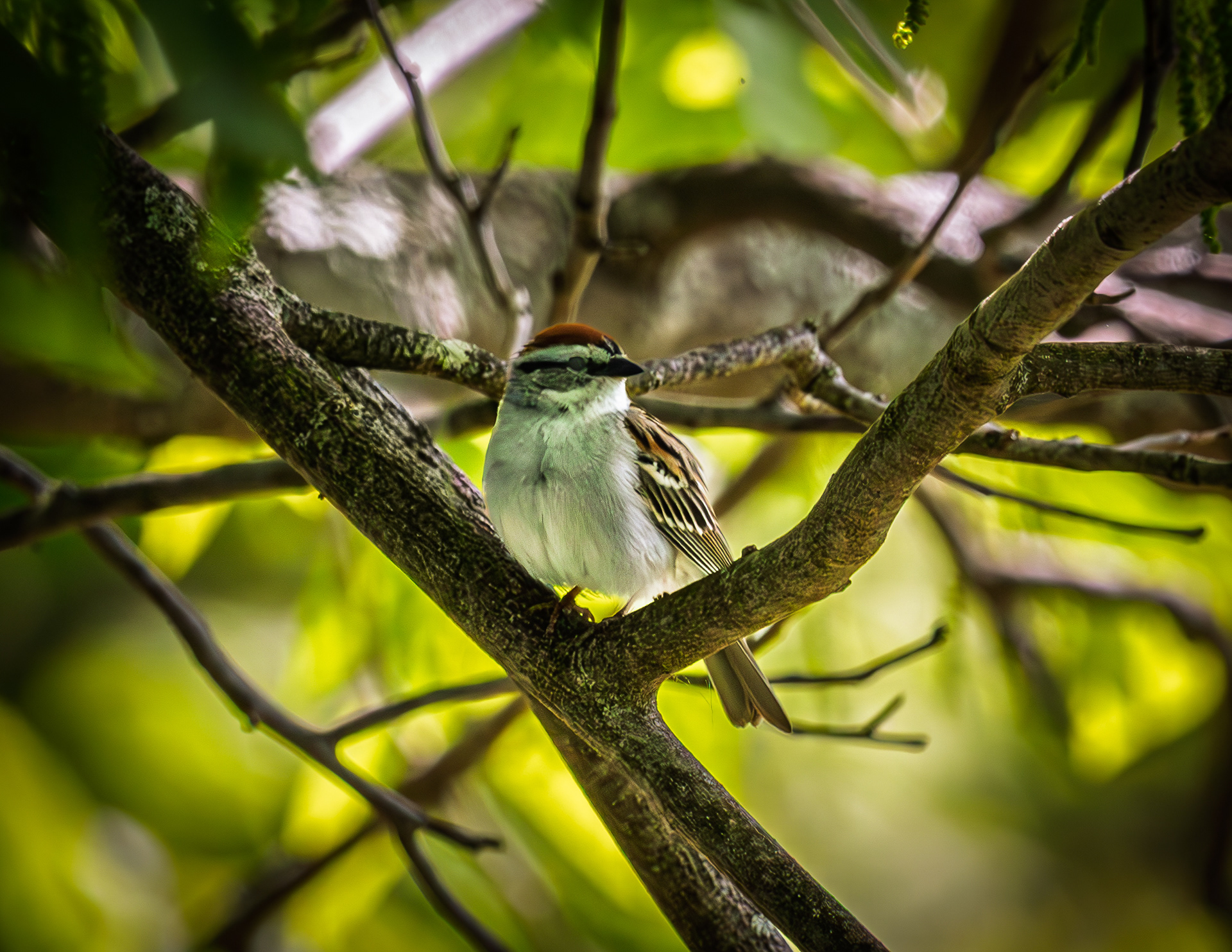 Chipping Sparrow