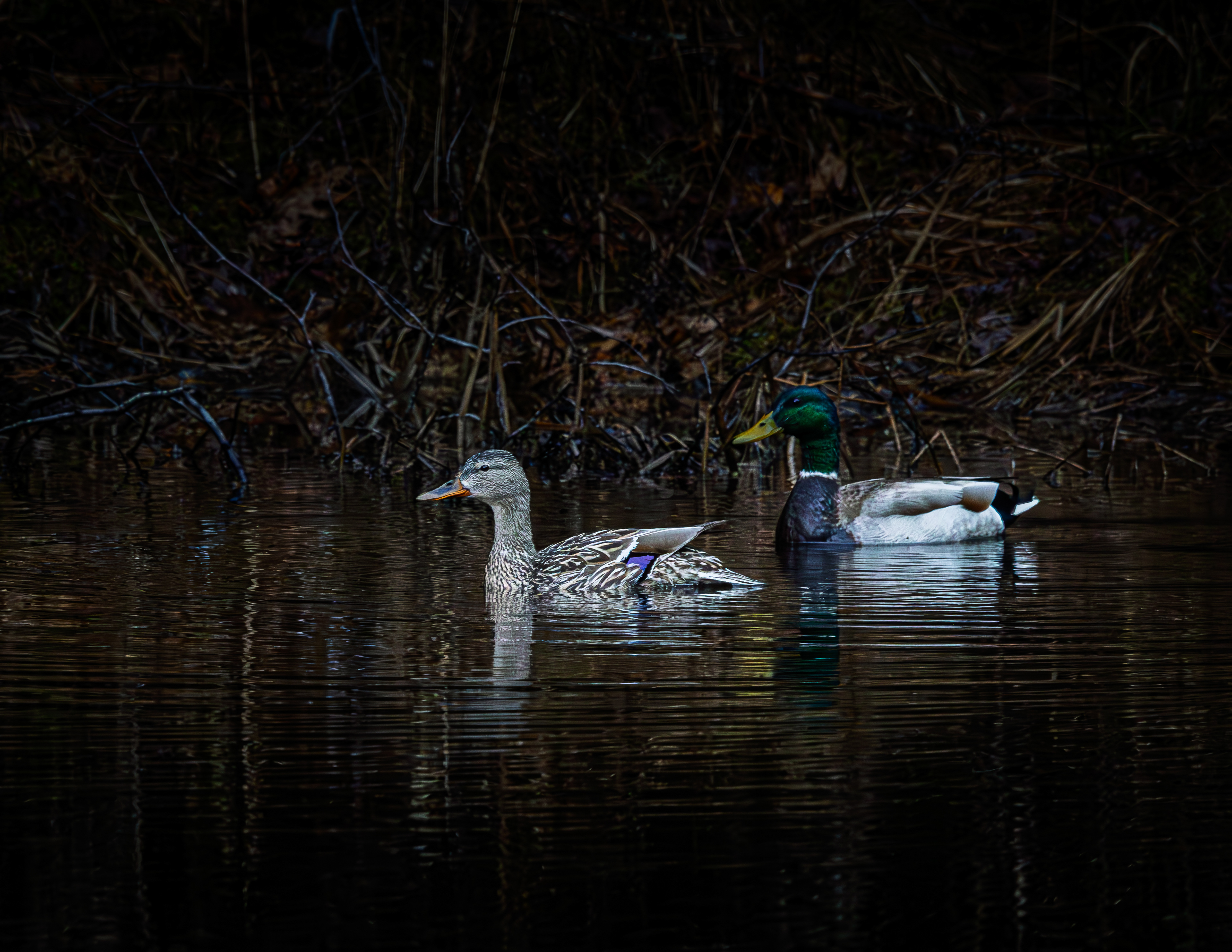 Mallard Pair at Shellcamp