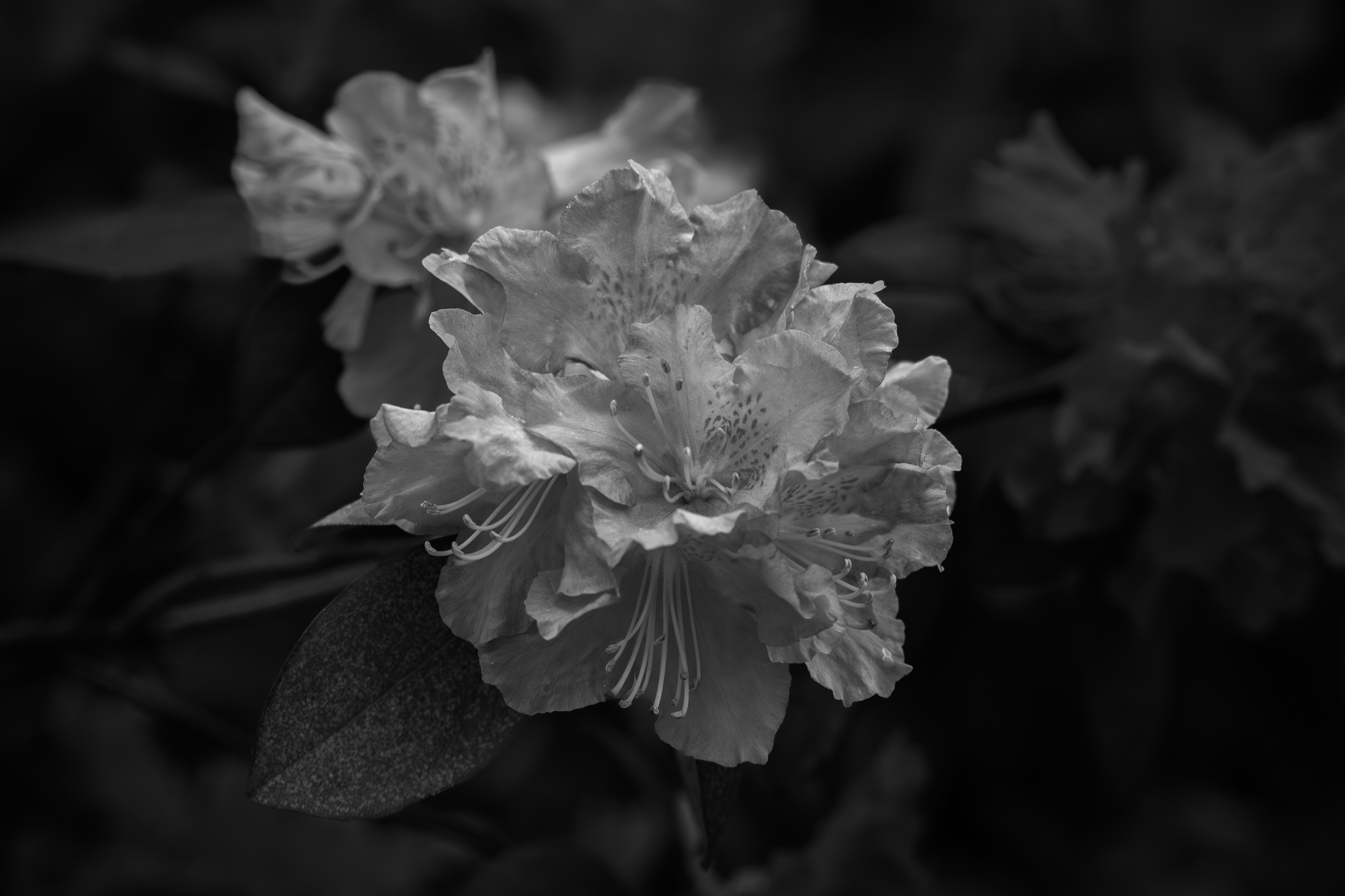 Rhododendron Blossom - May 8, 2025