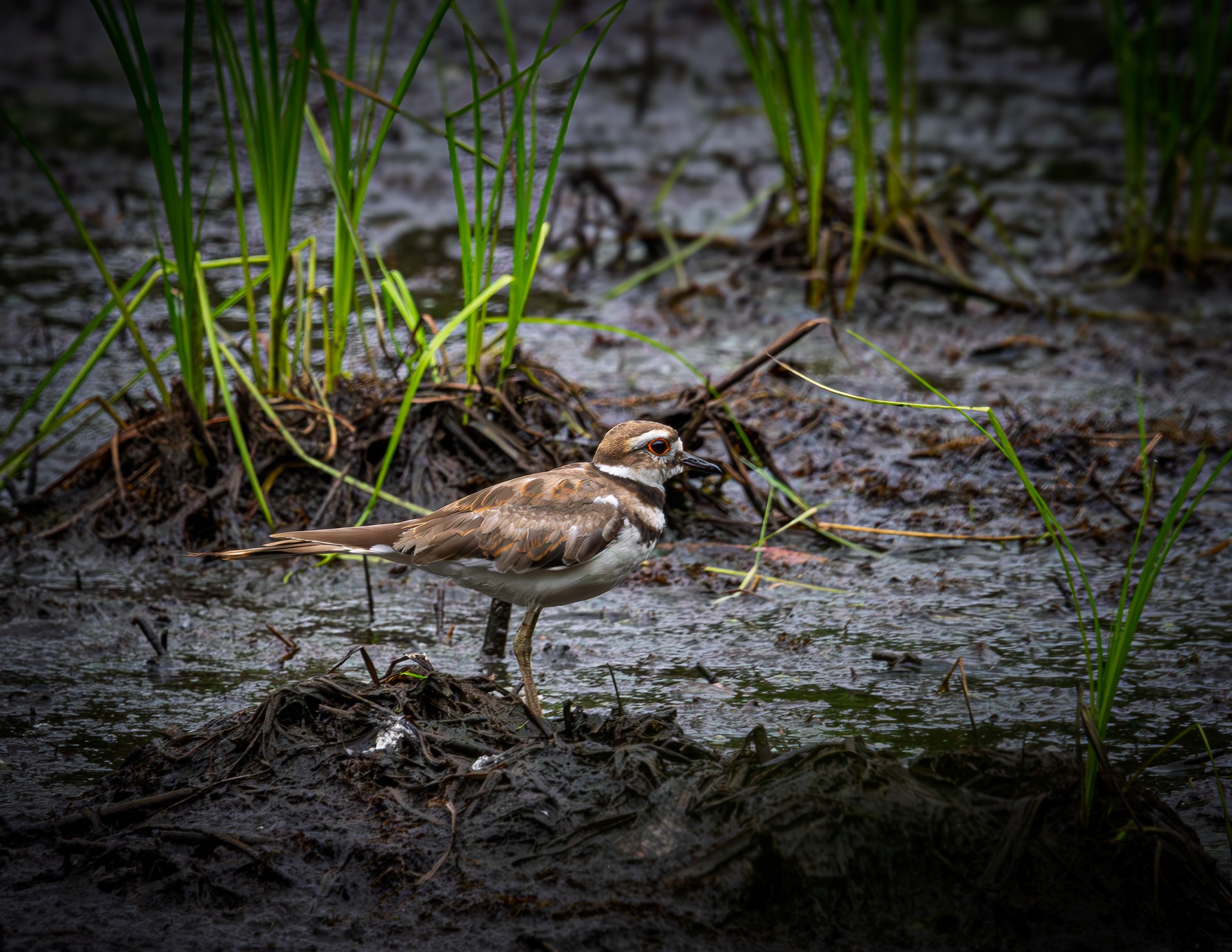 Killdeer at CSV