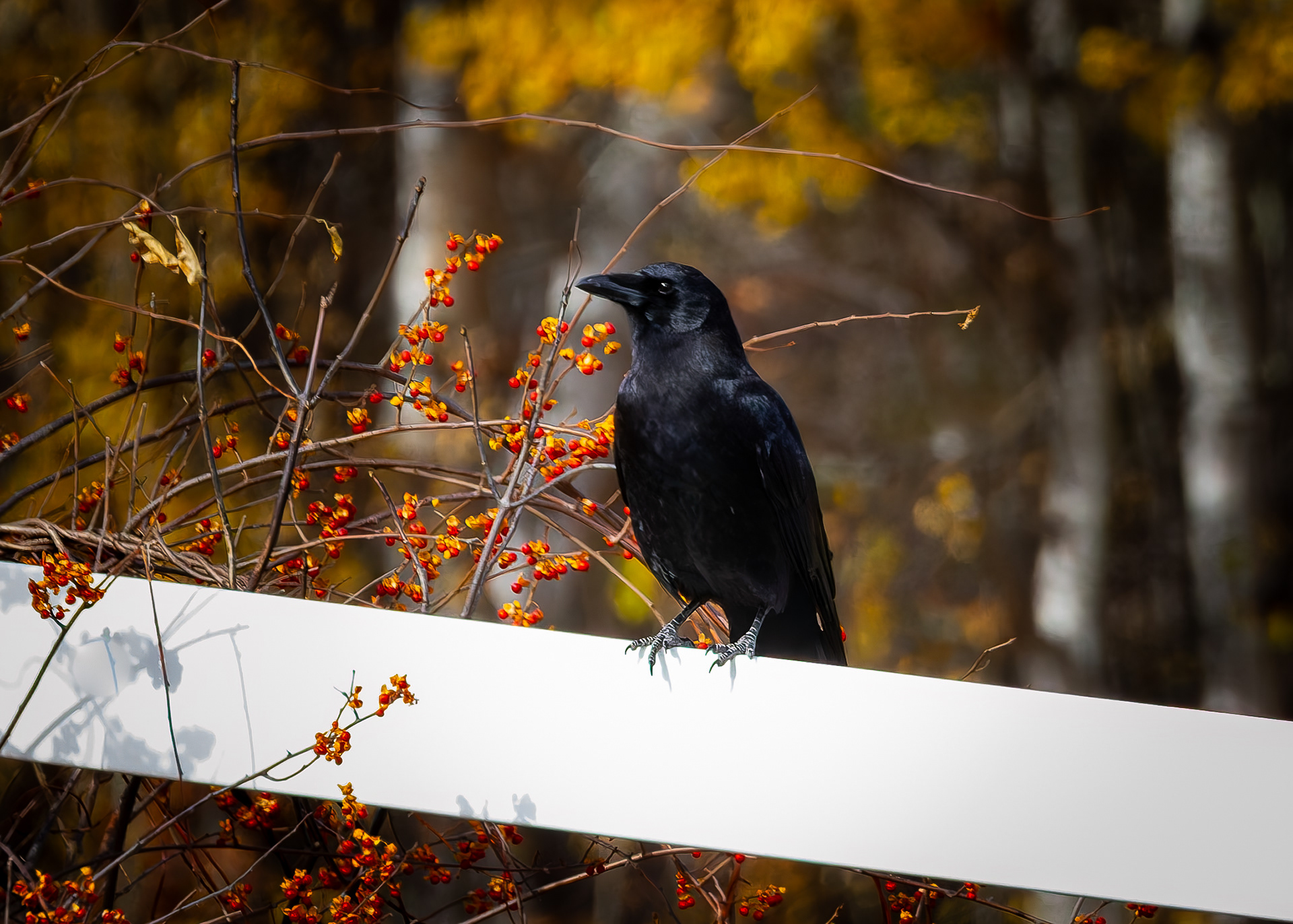 American Crow in Color