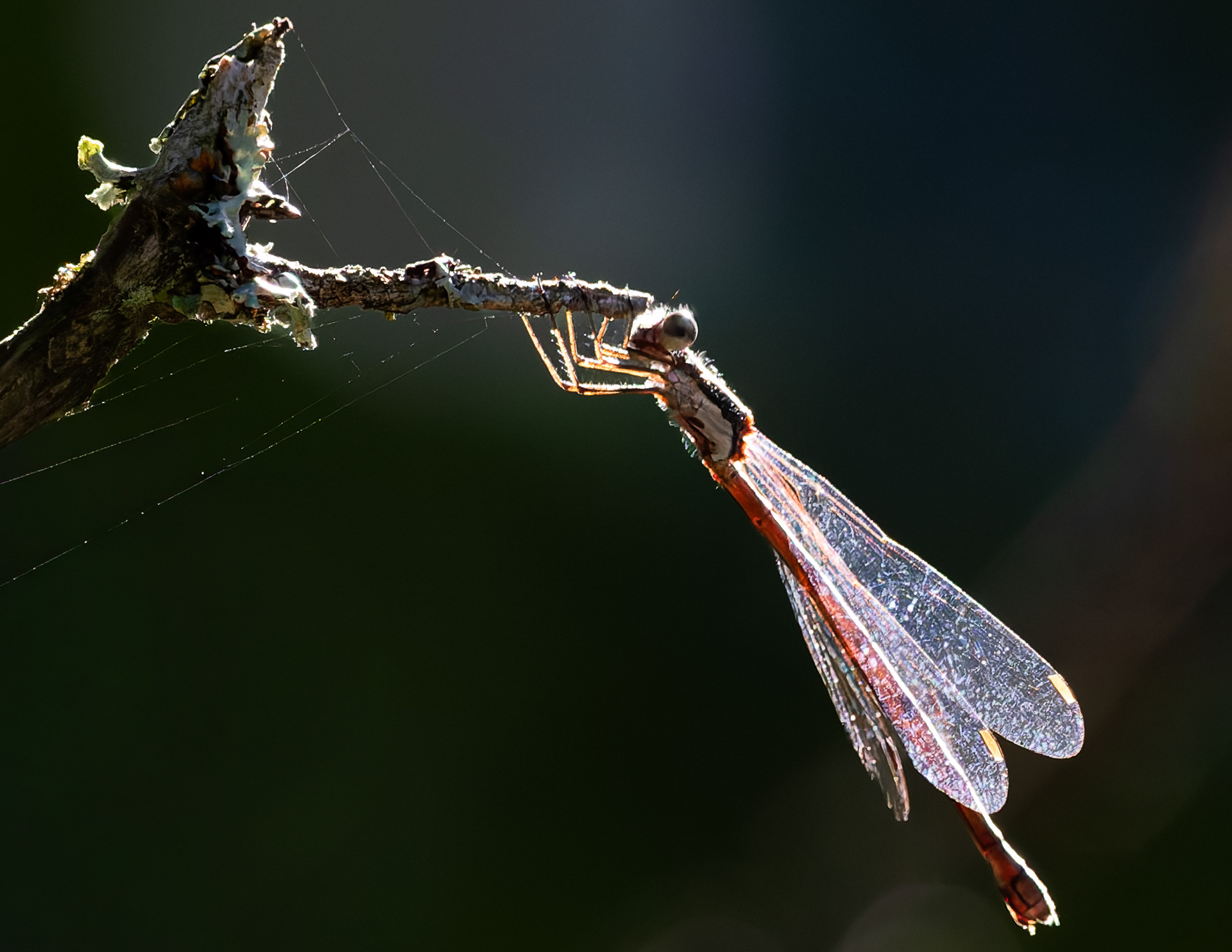 Large Red Damselfly