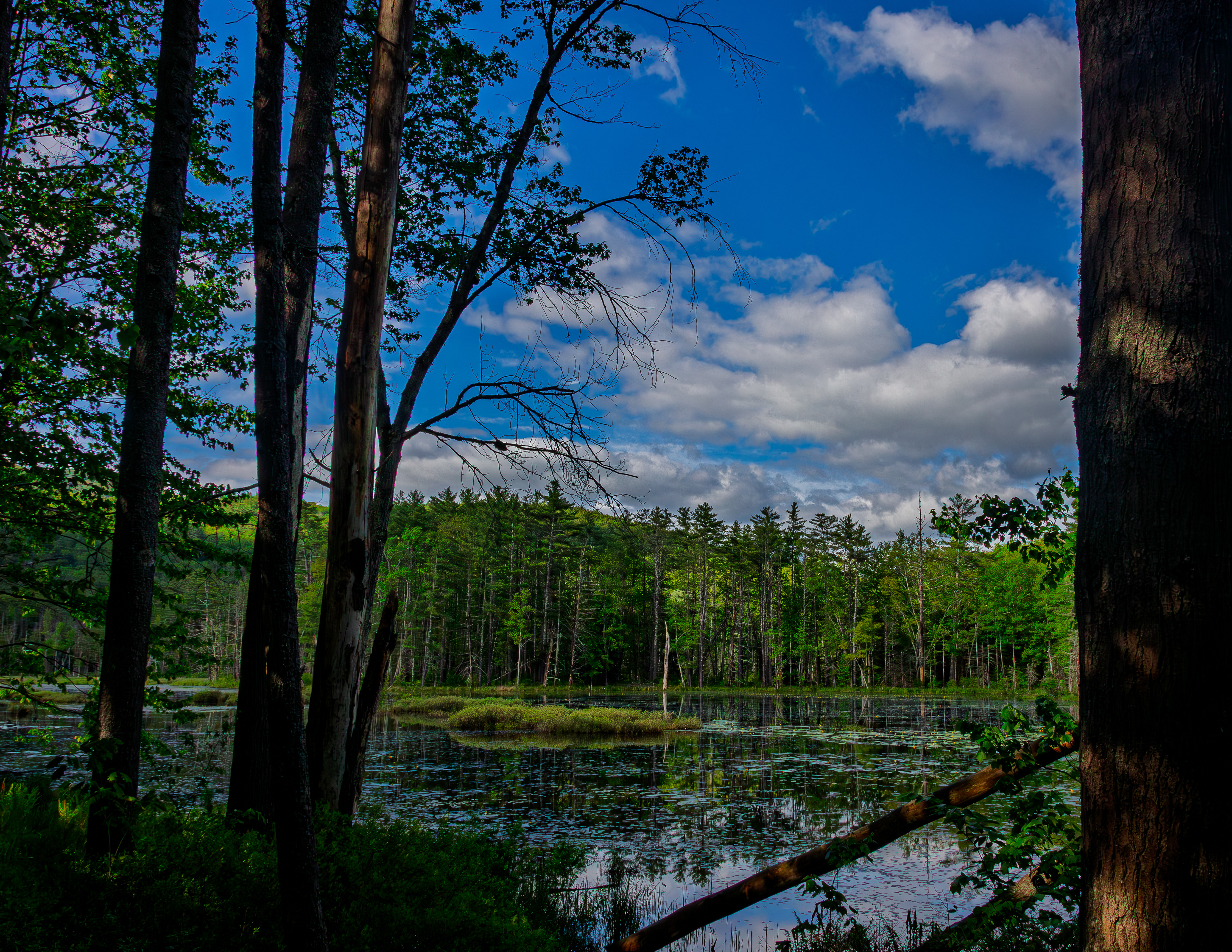 Quincy Bog No14