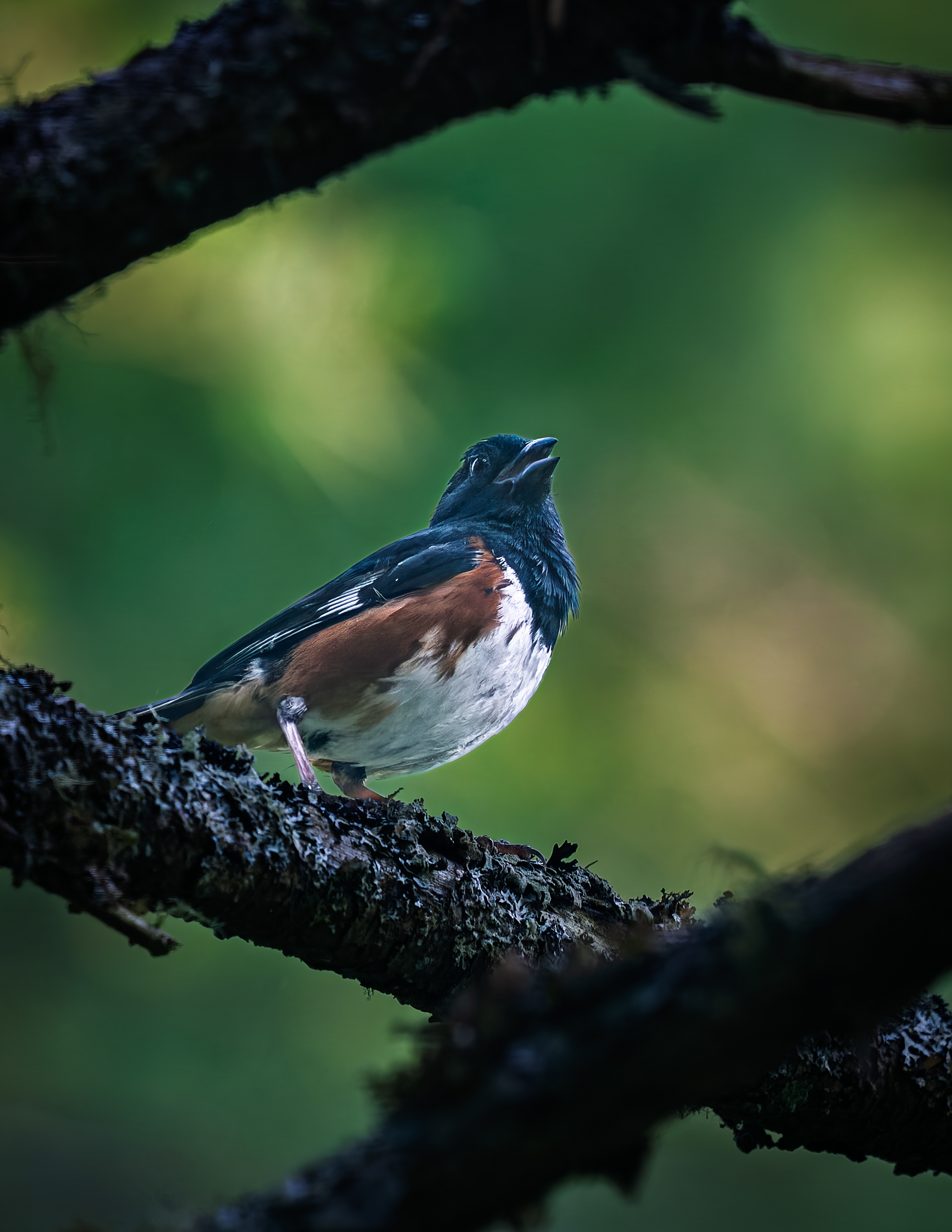 Male Eastern Towhee No2