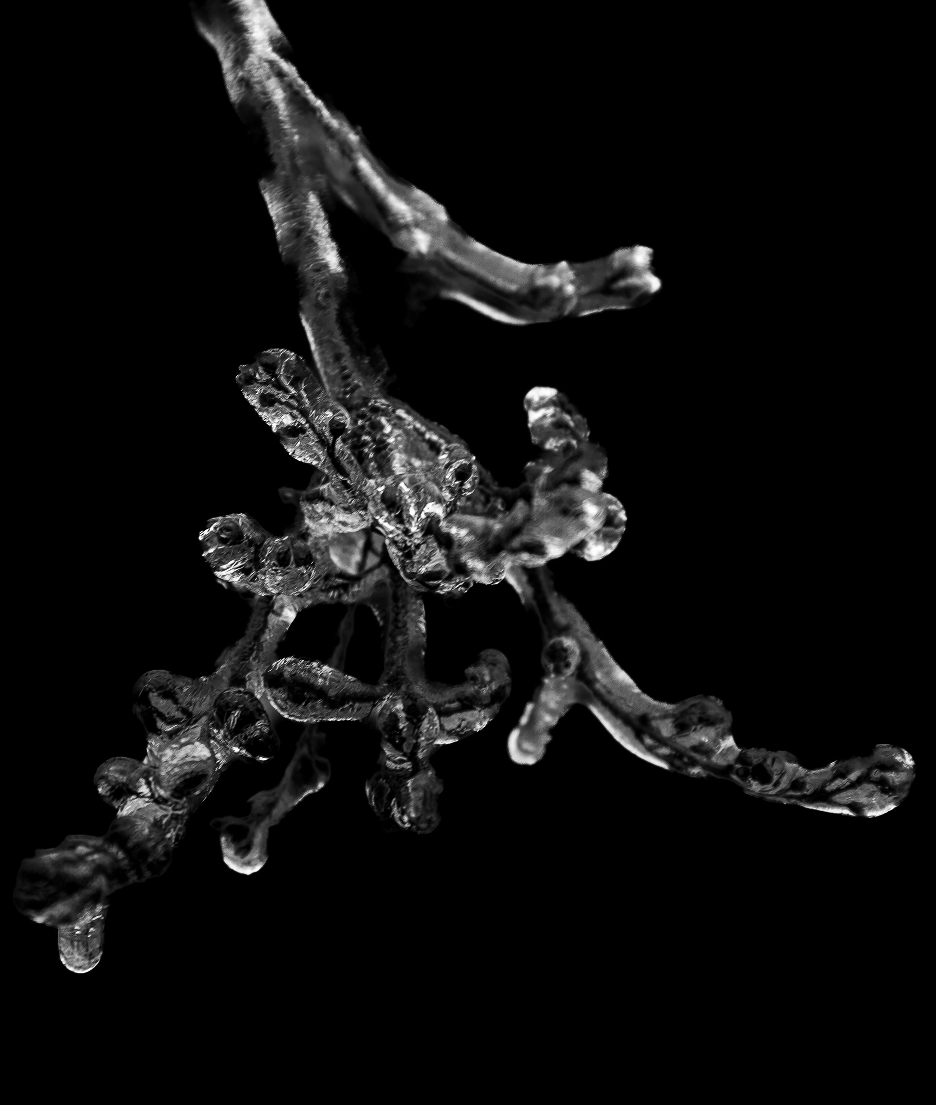 Lilac Branch Covered in Ice No2