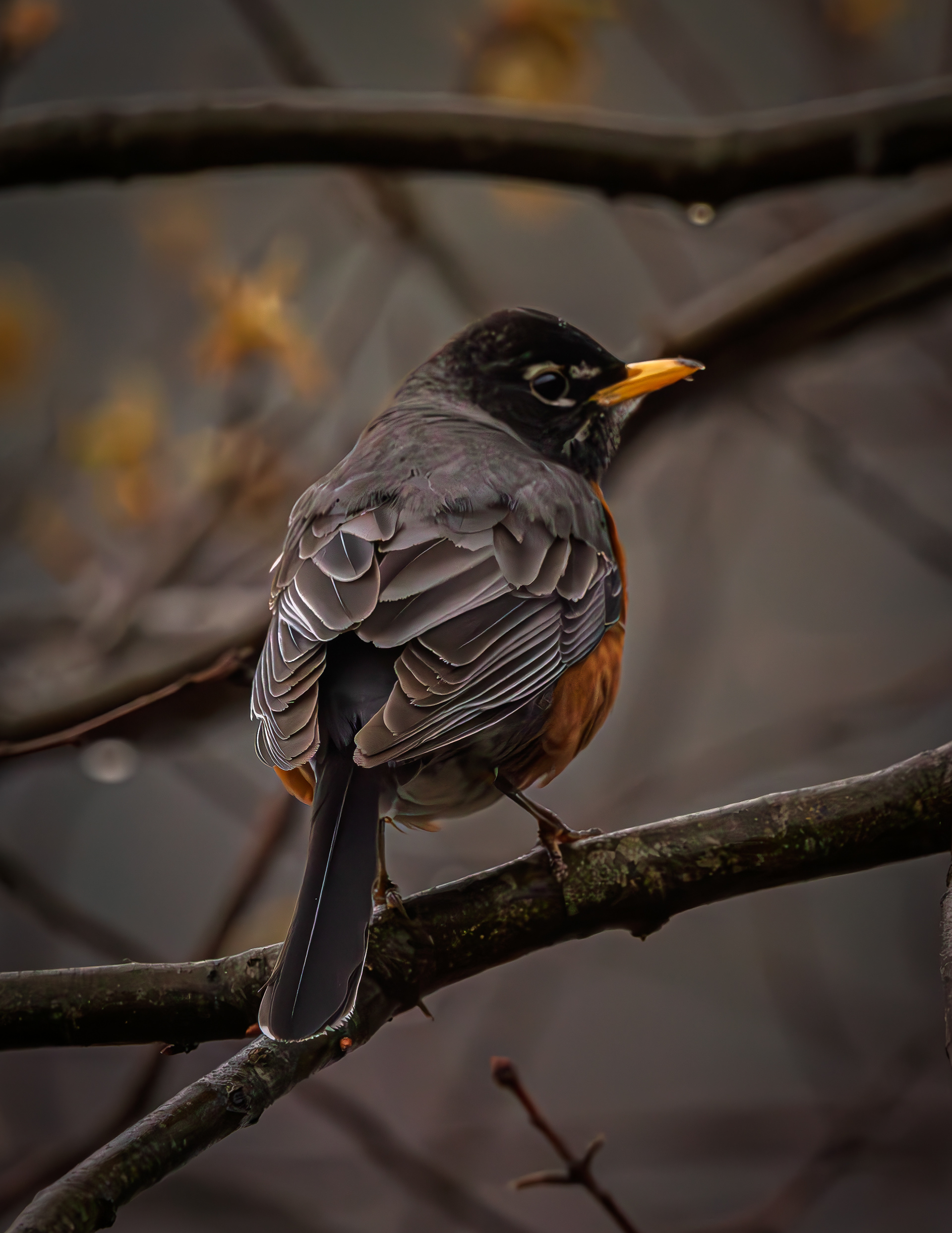 American Robin