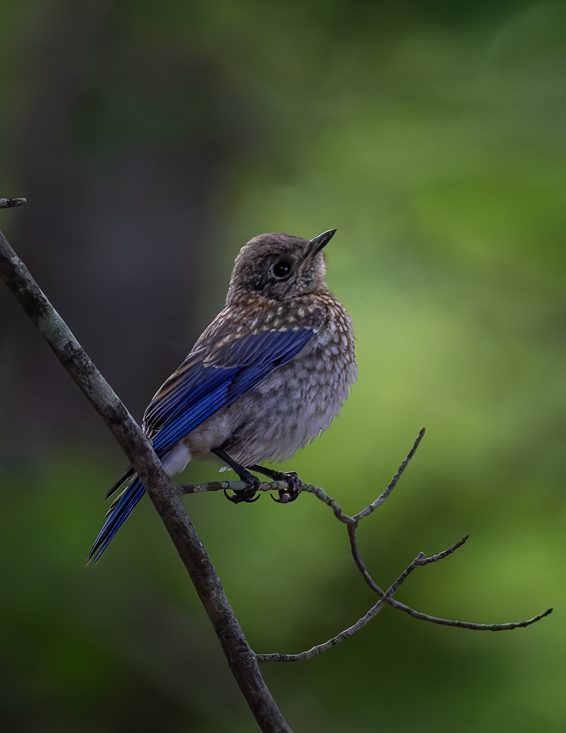 Juvenile Eastern Bluebird