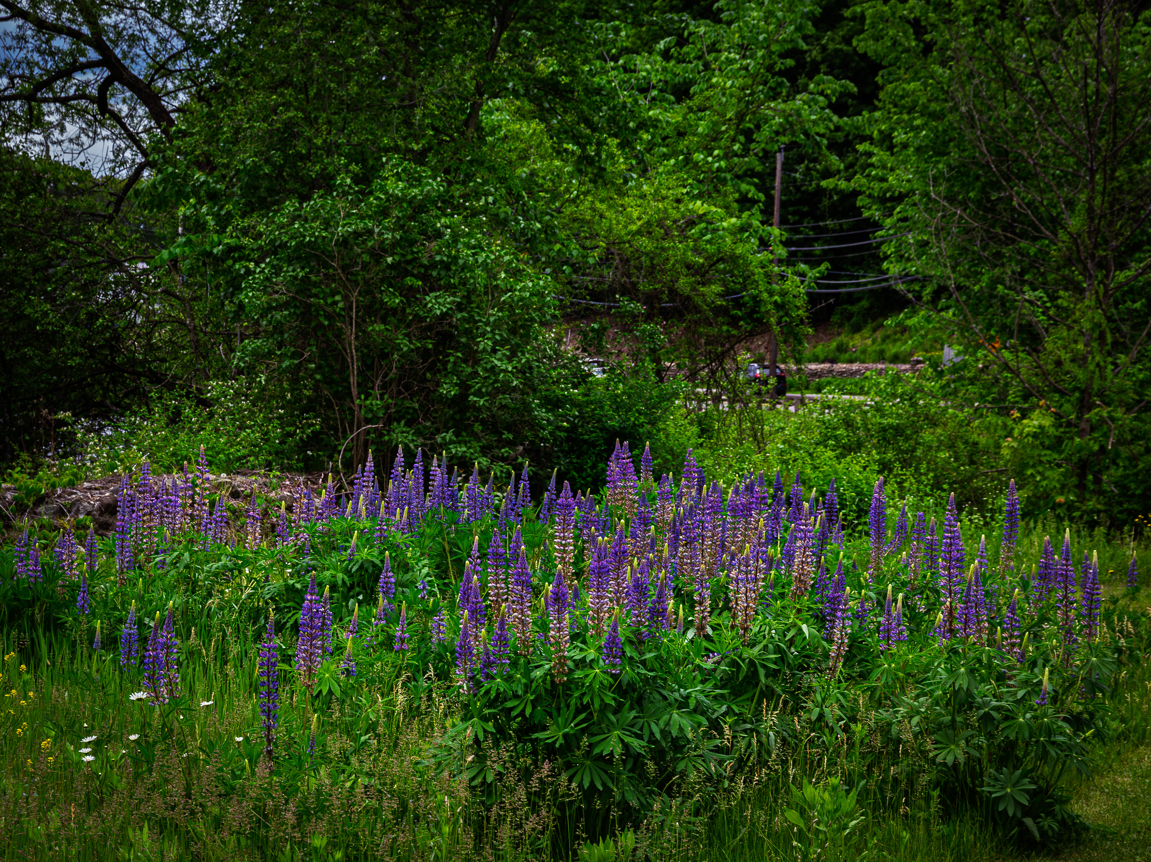 Lupines No1