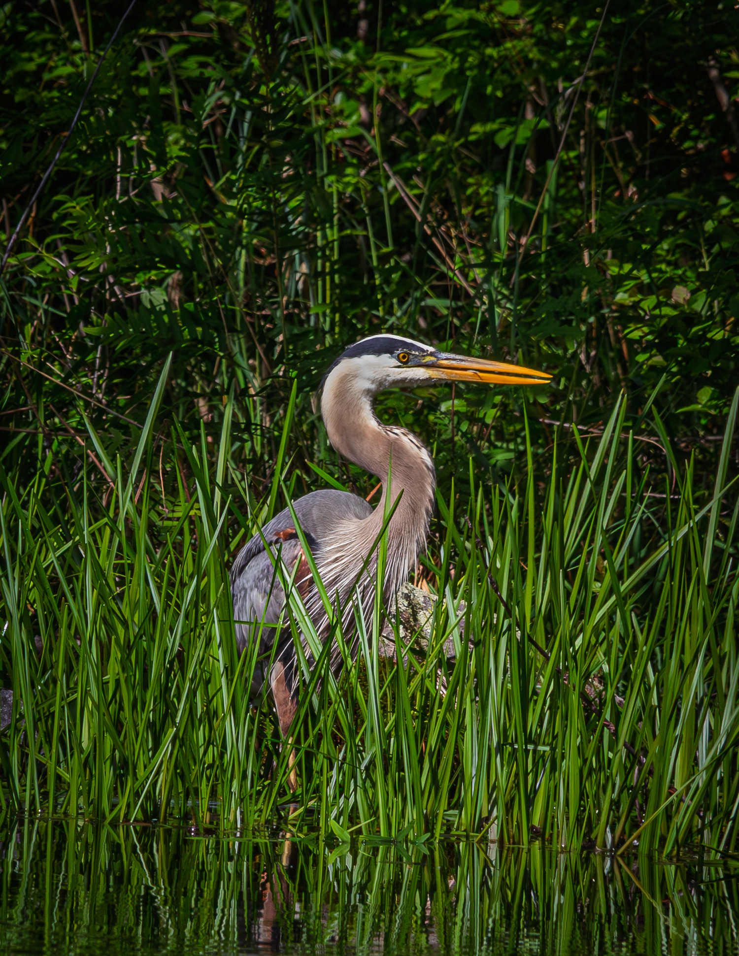 Great Blue Heron No2