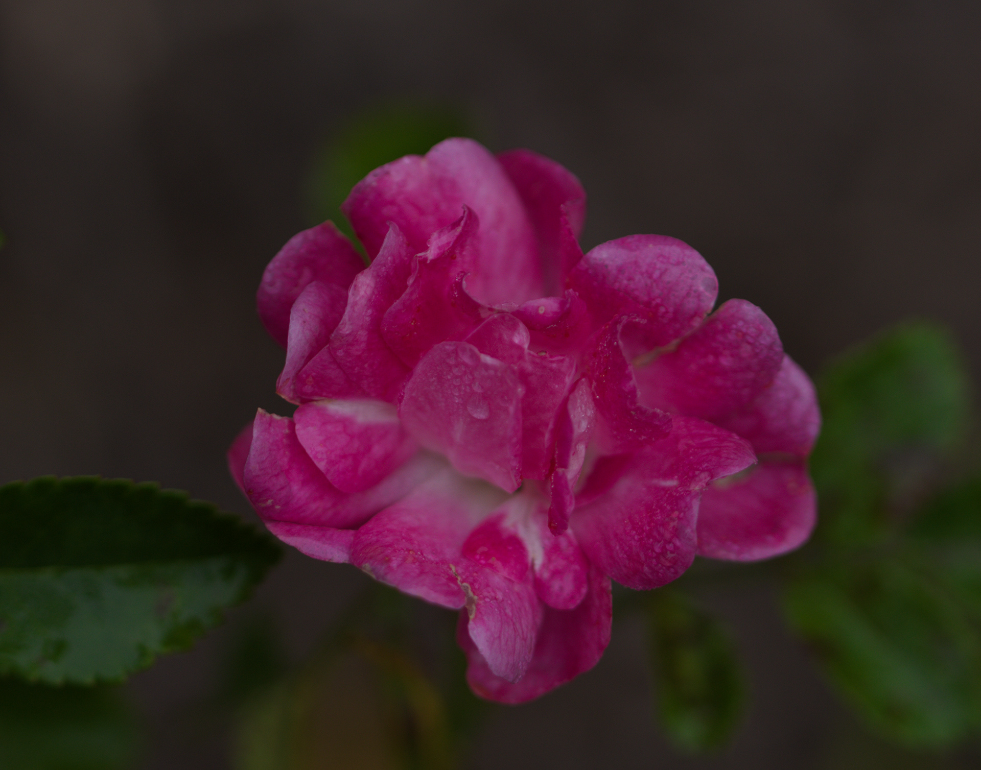 Little Mischief Rose