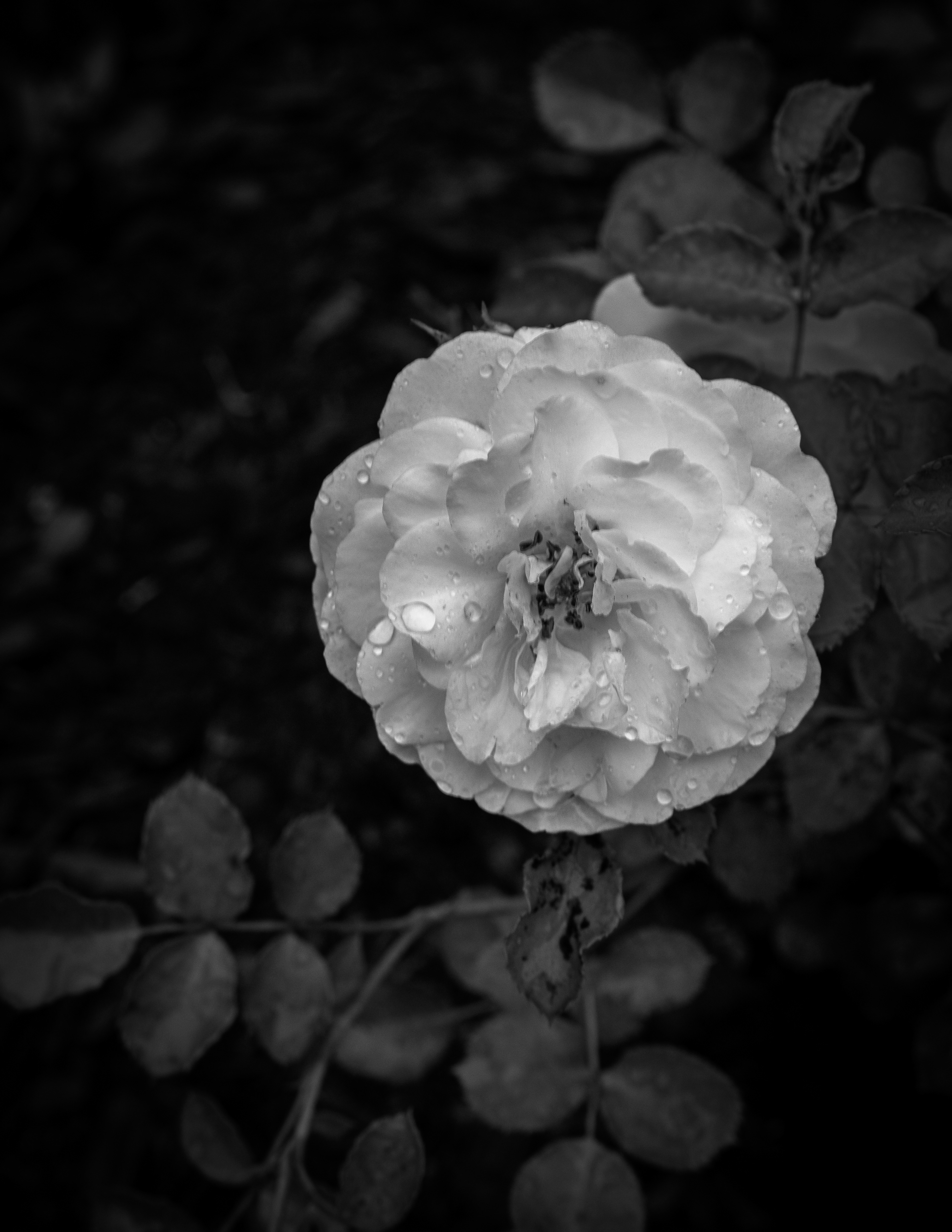 Snowdrift Rose in Black & White