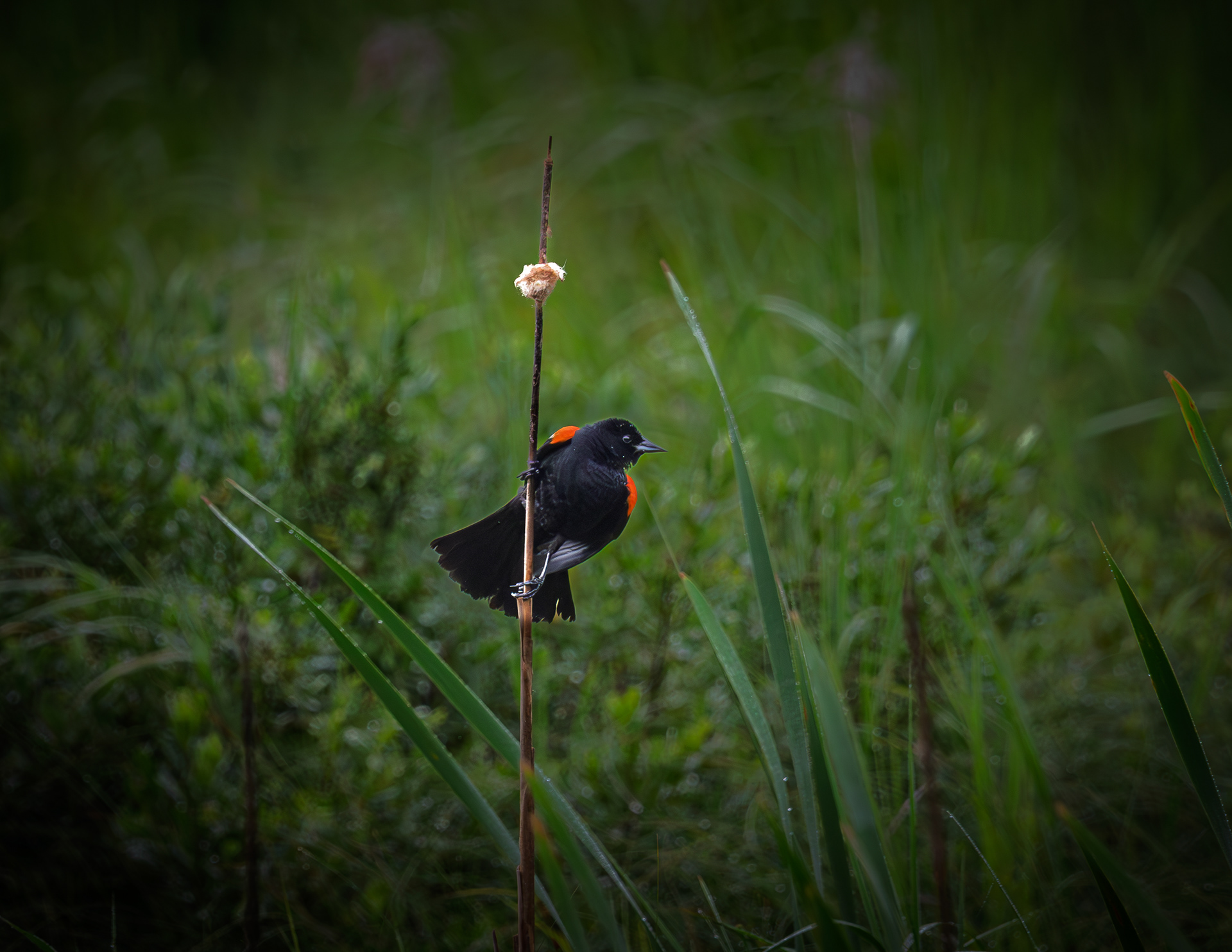 Male Red-winged Blackbird No1