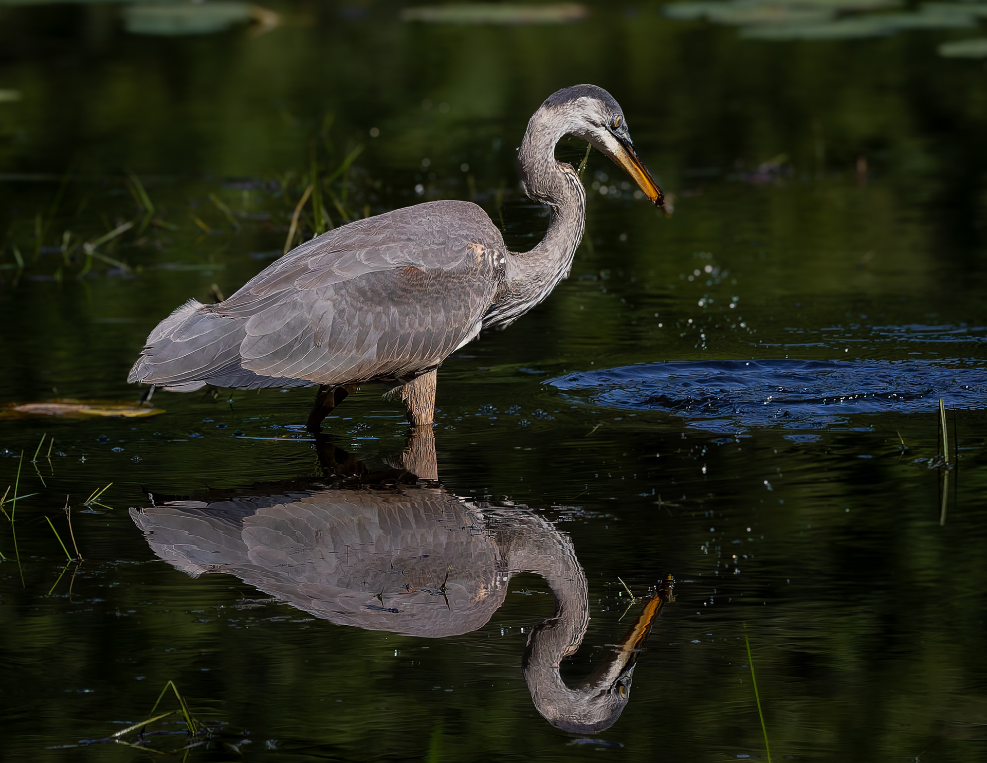 Great Blue Heron No6