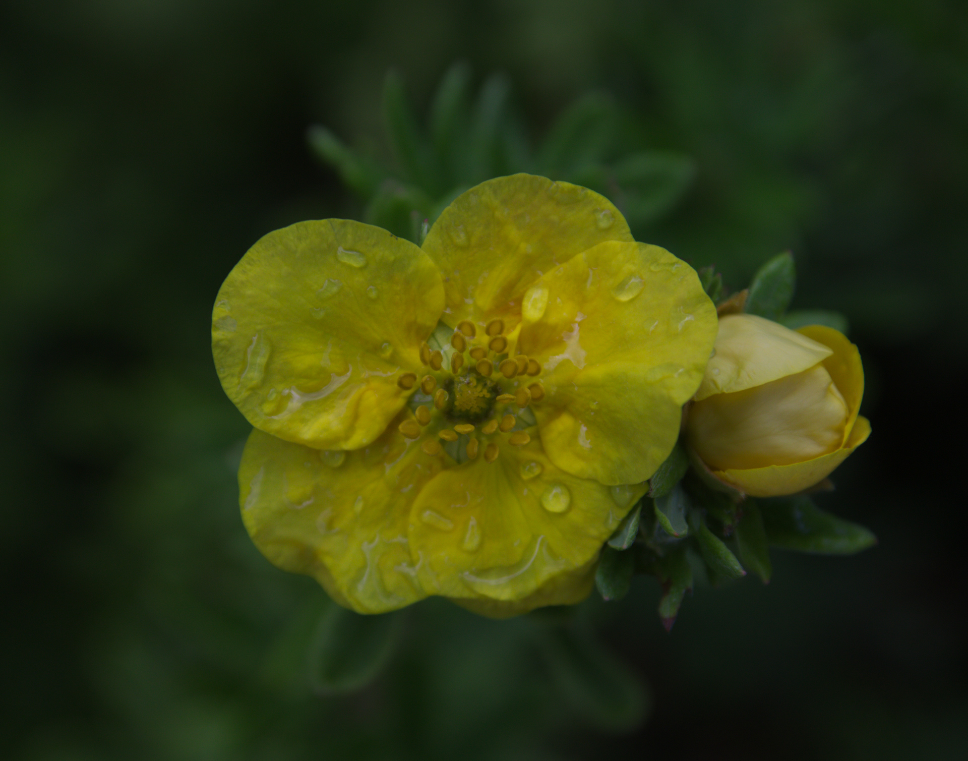 Potentilla