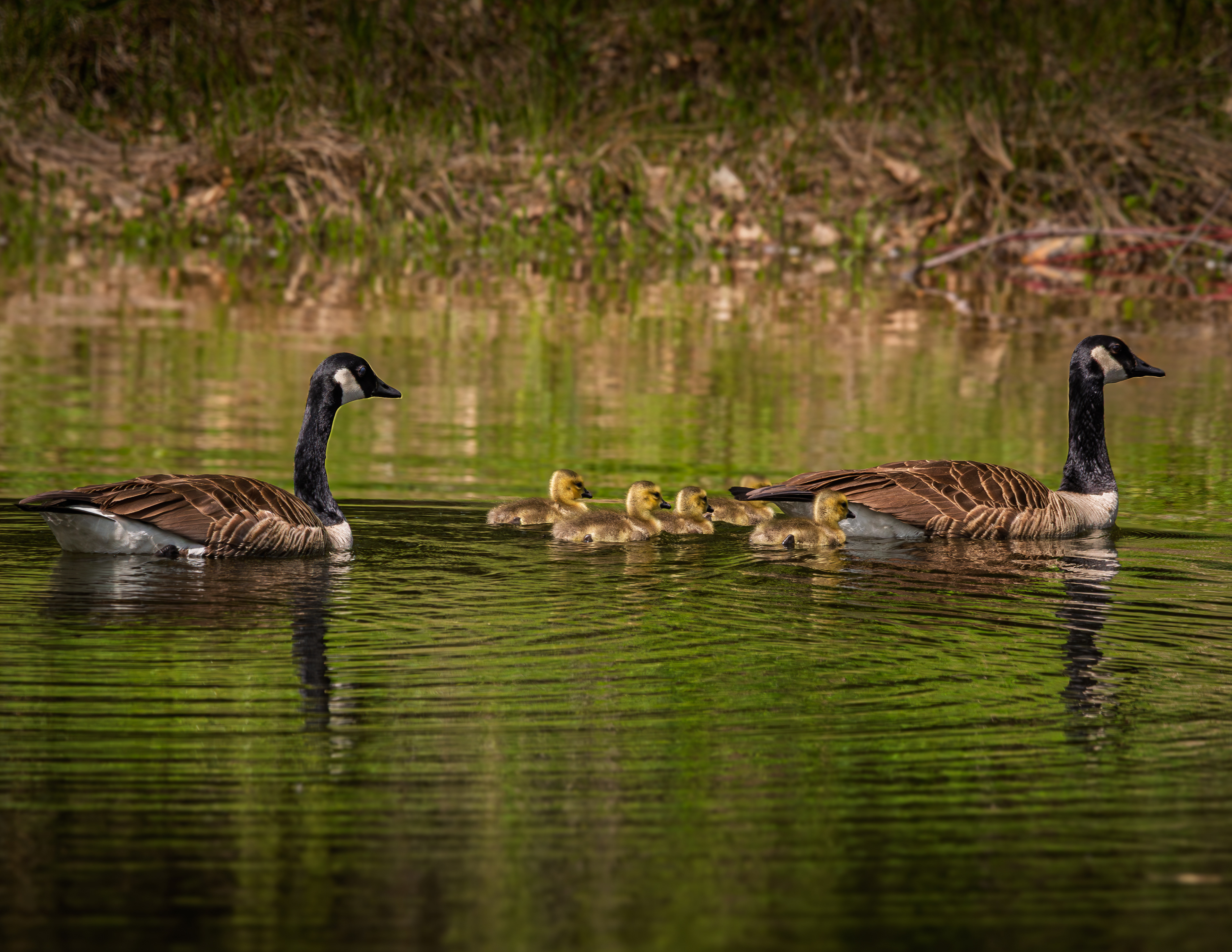 Canada Geese No2