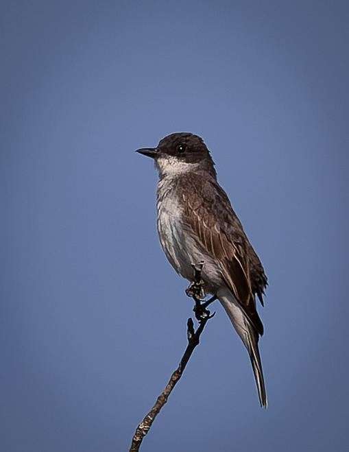 Eastern Kingbird