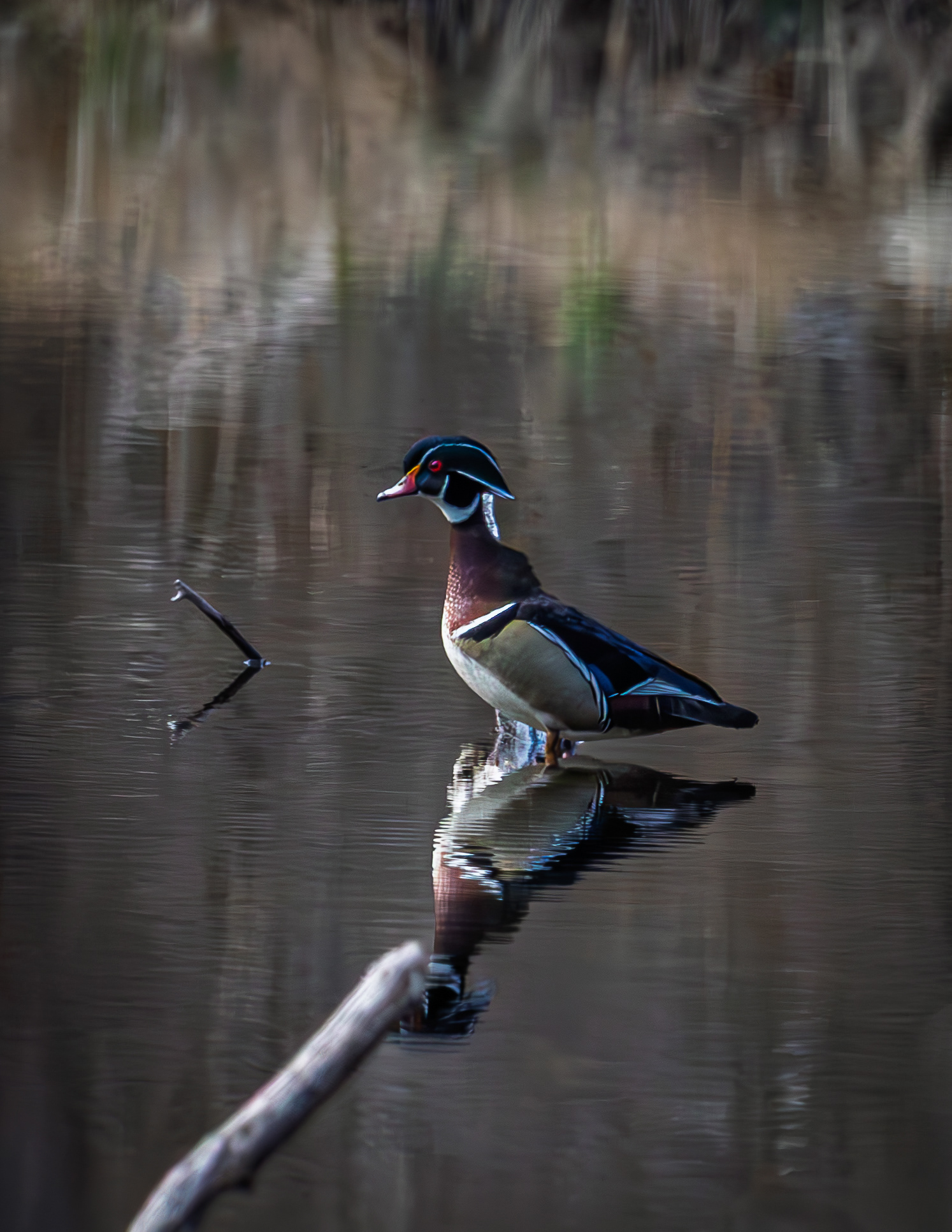 Male Wood Duck