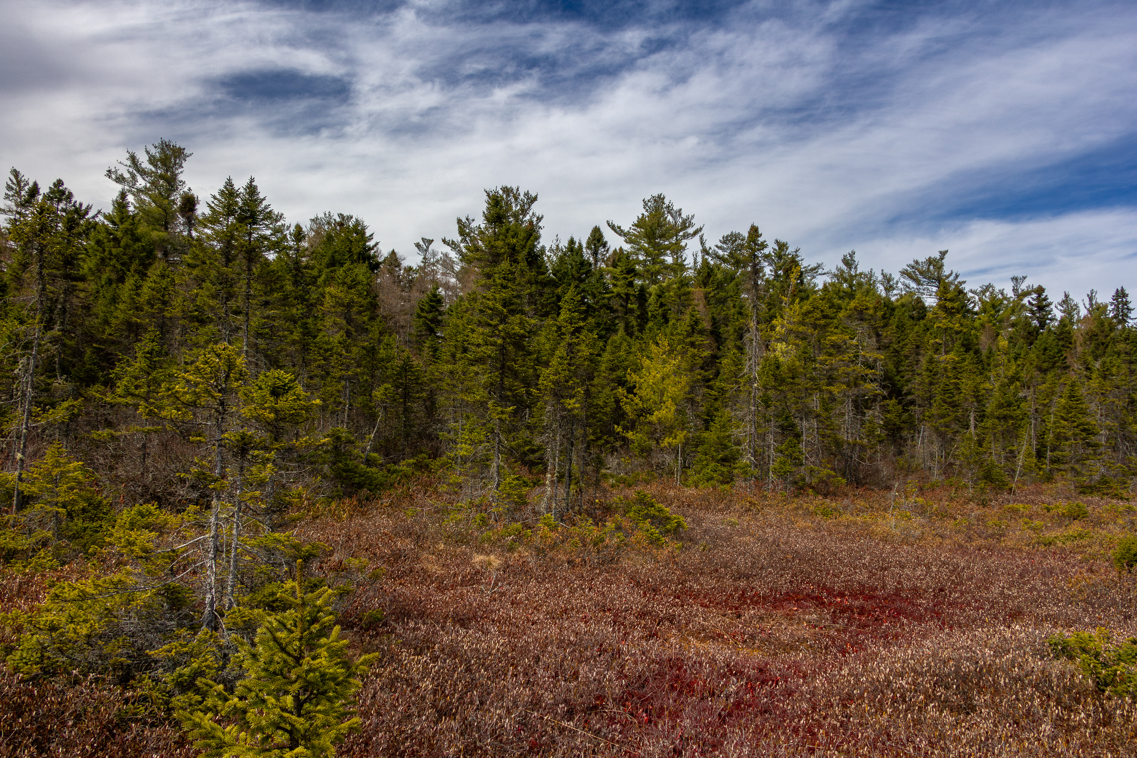 Philbrick-Cricenti Bog No6
