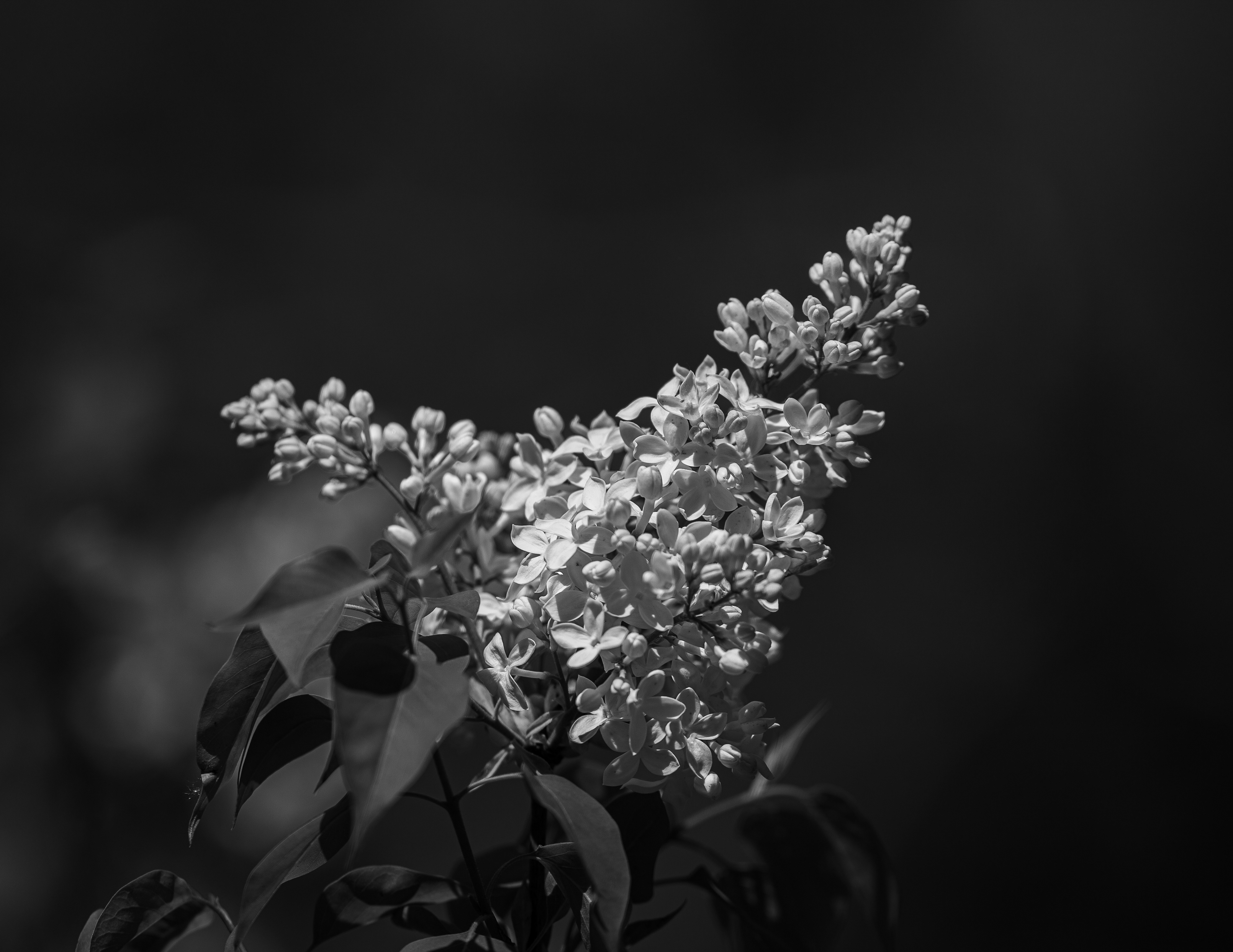 First Lilac in Black & White